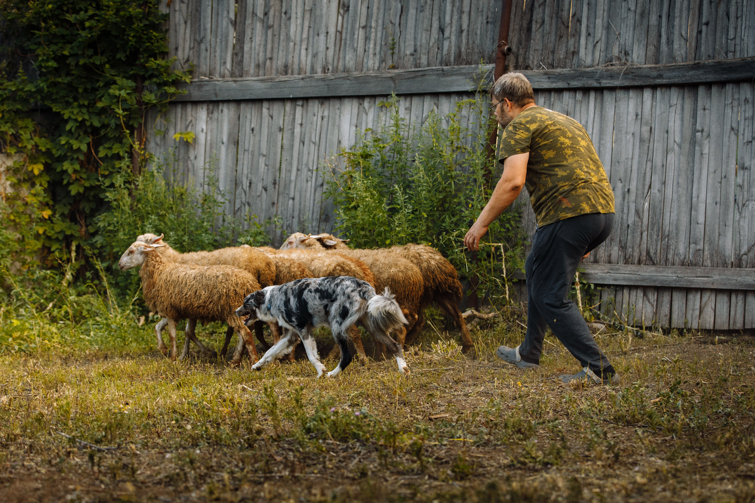 Овечий день. О нас