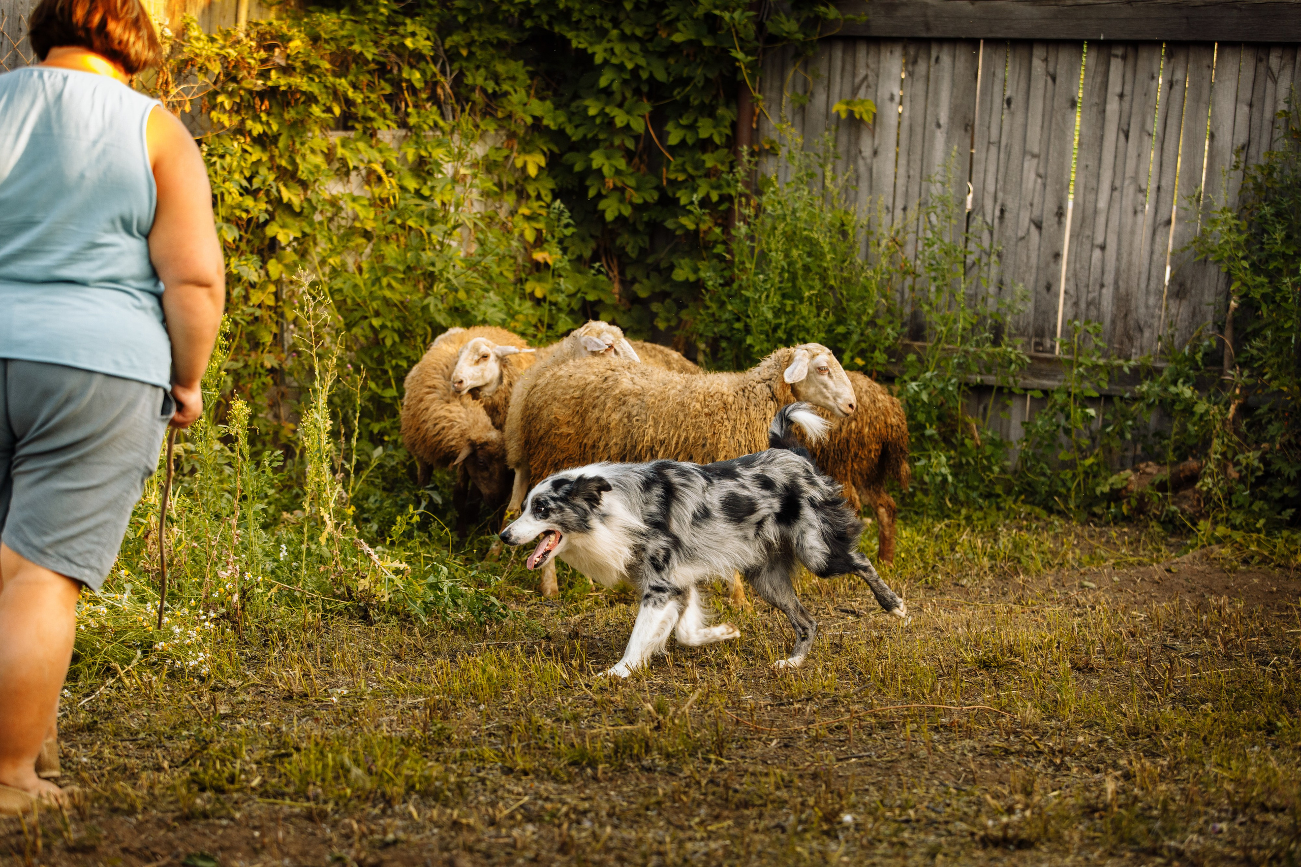Овечий день. О нас