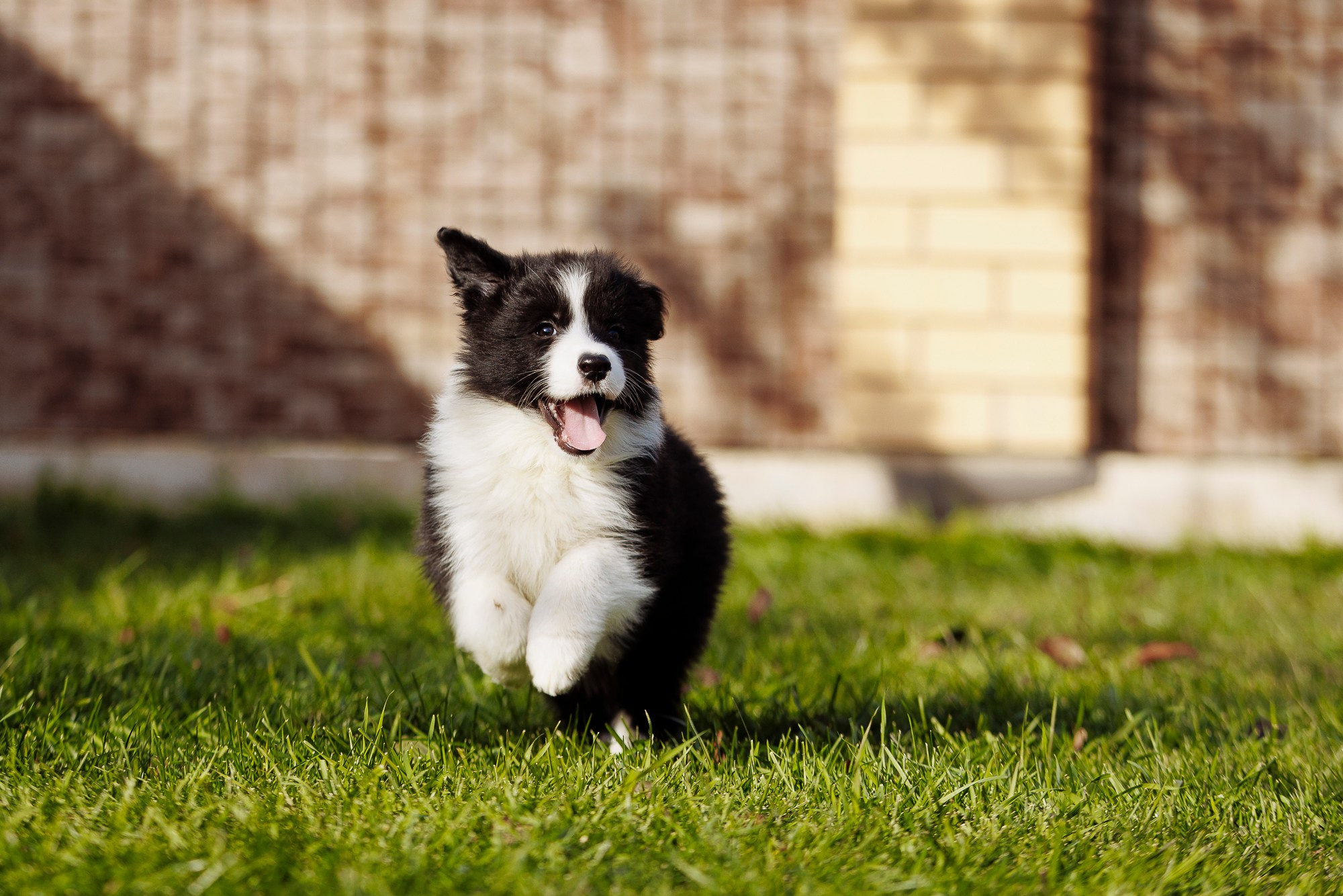У дома с большой компанией от мала до велика. О нас