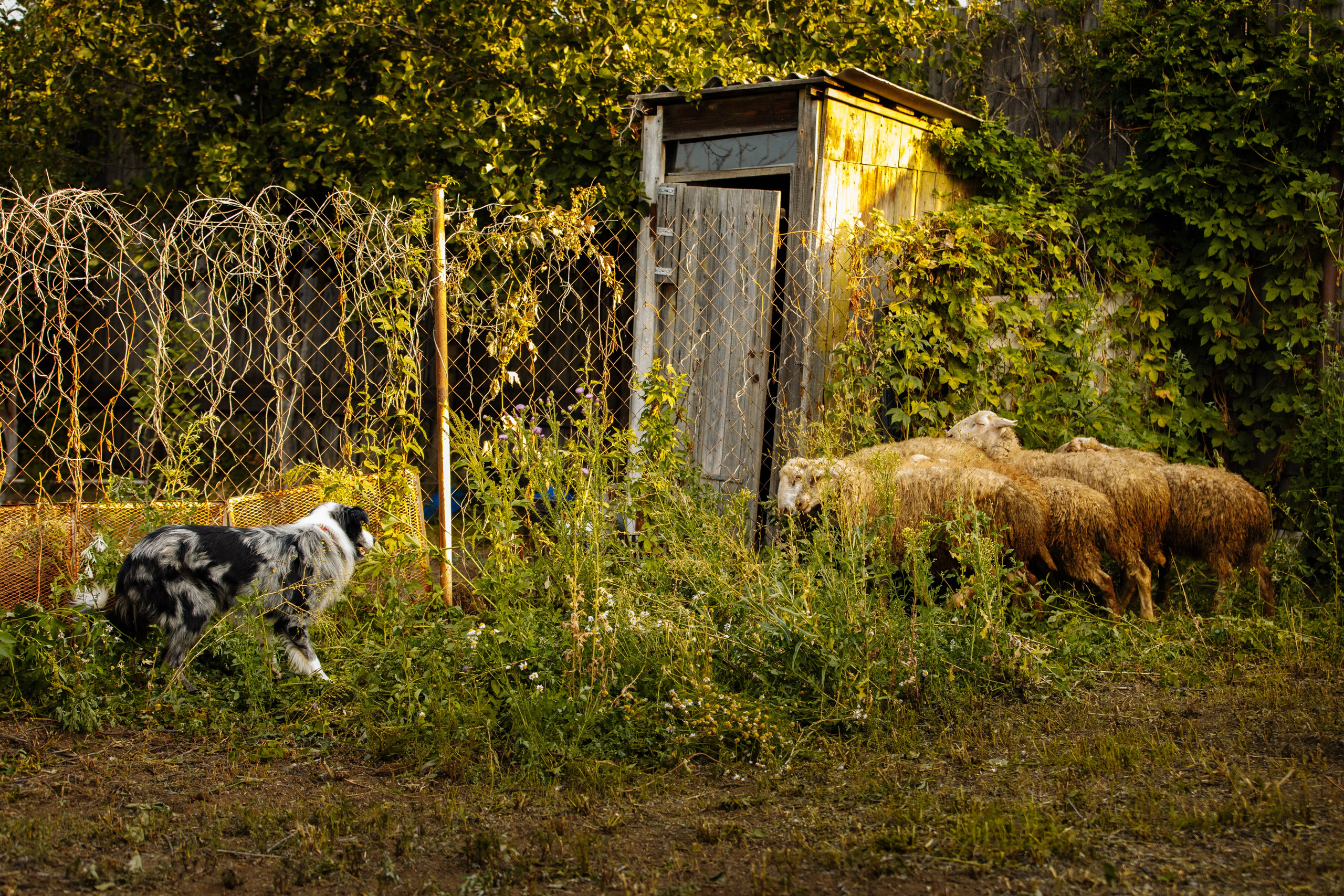 Овечий день. О нас