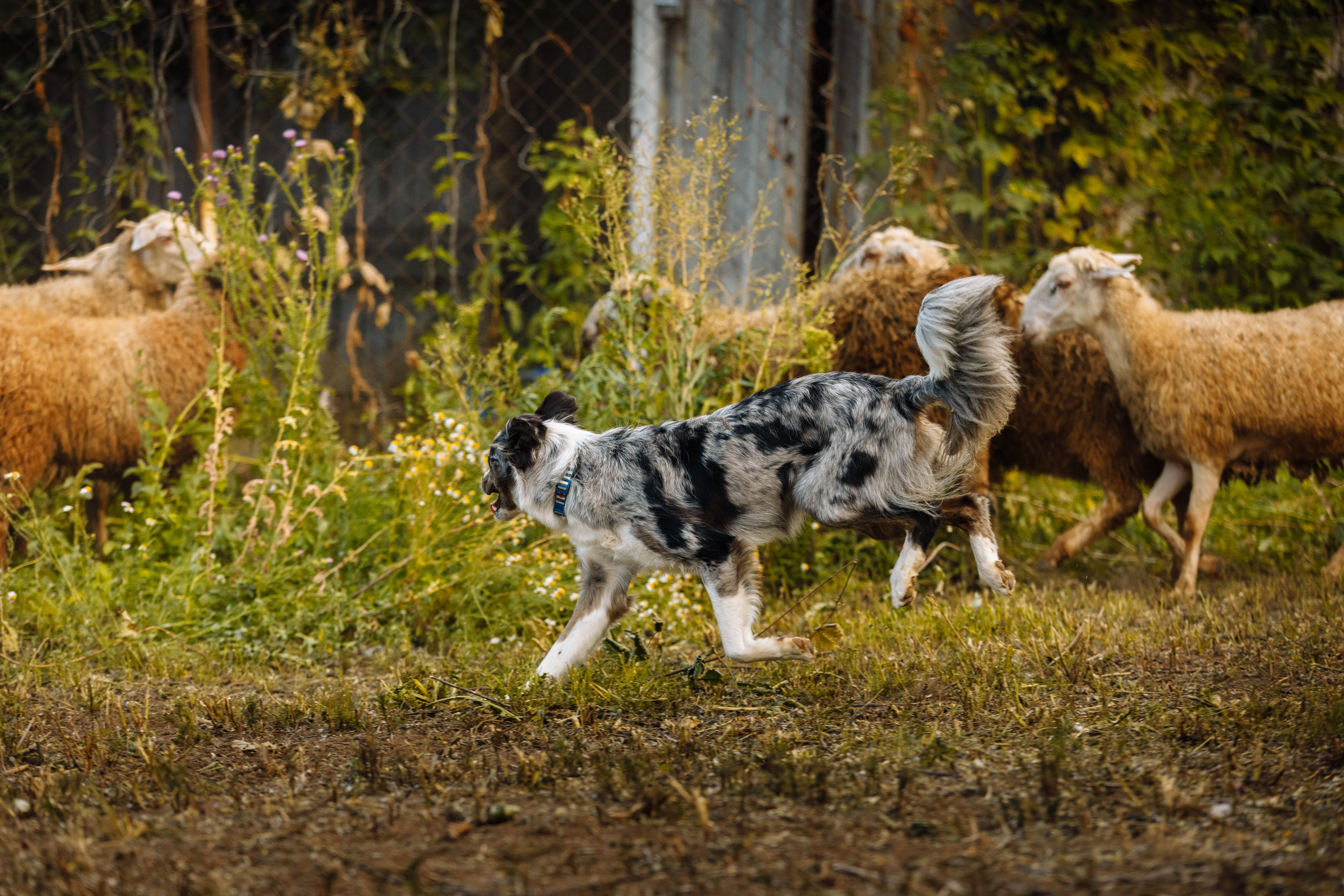 Овечий день. О нас
