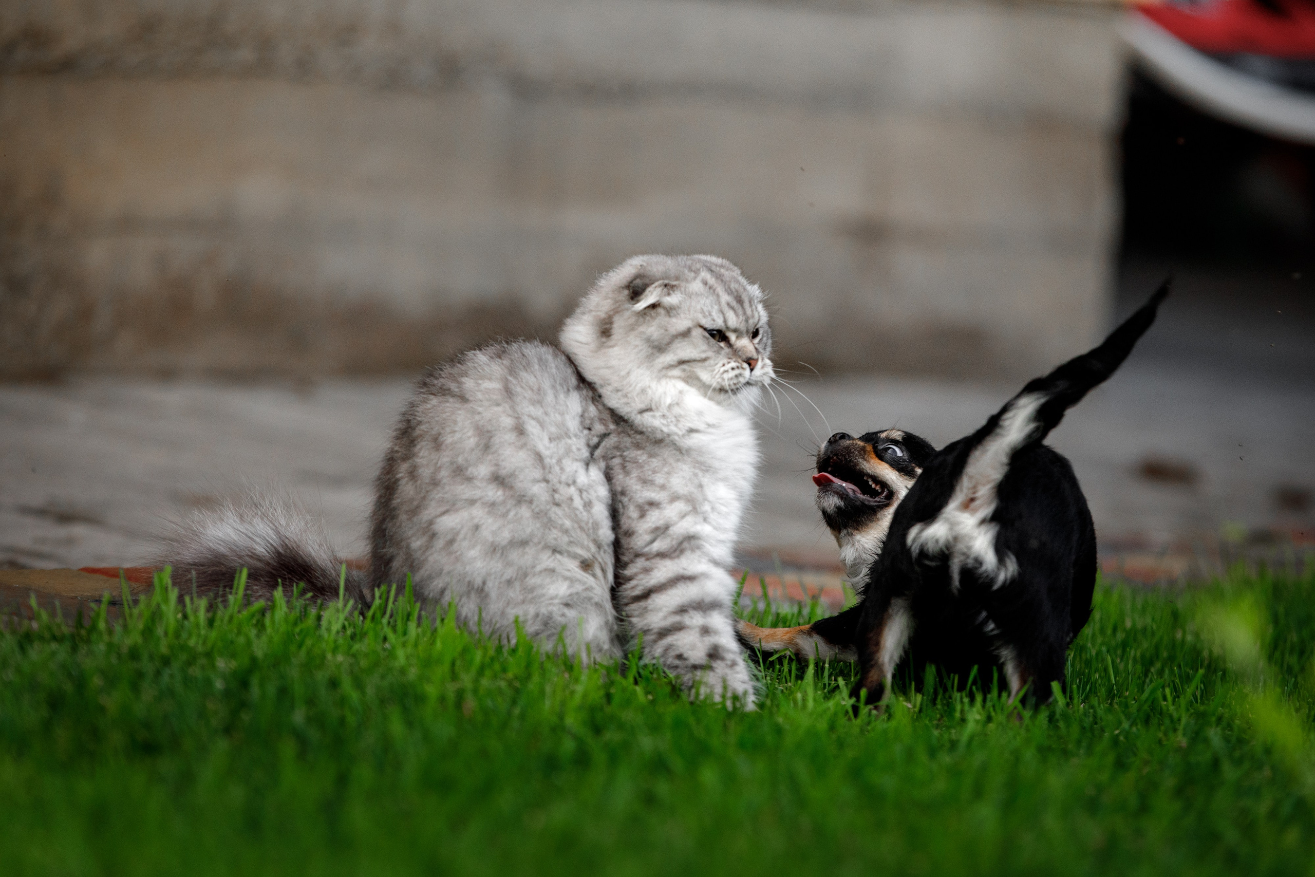 Болтовня в саду. О нас