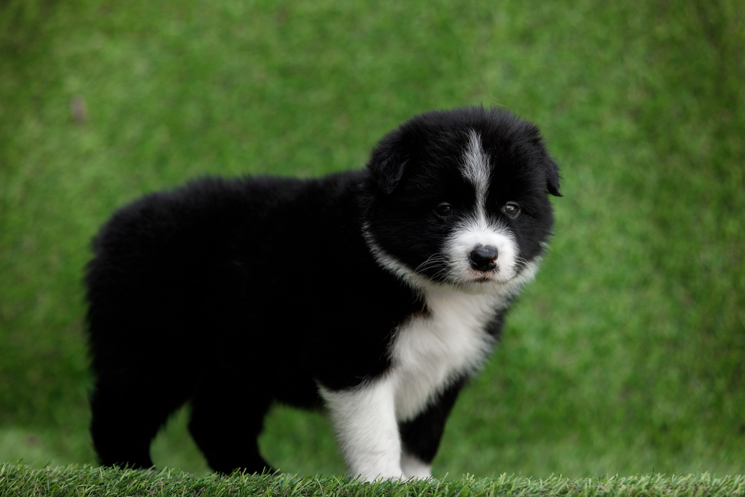 Смешарики. О нас