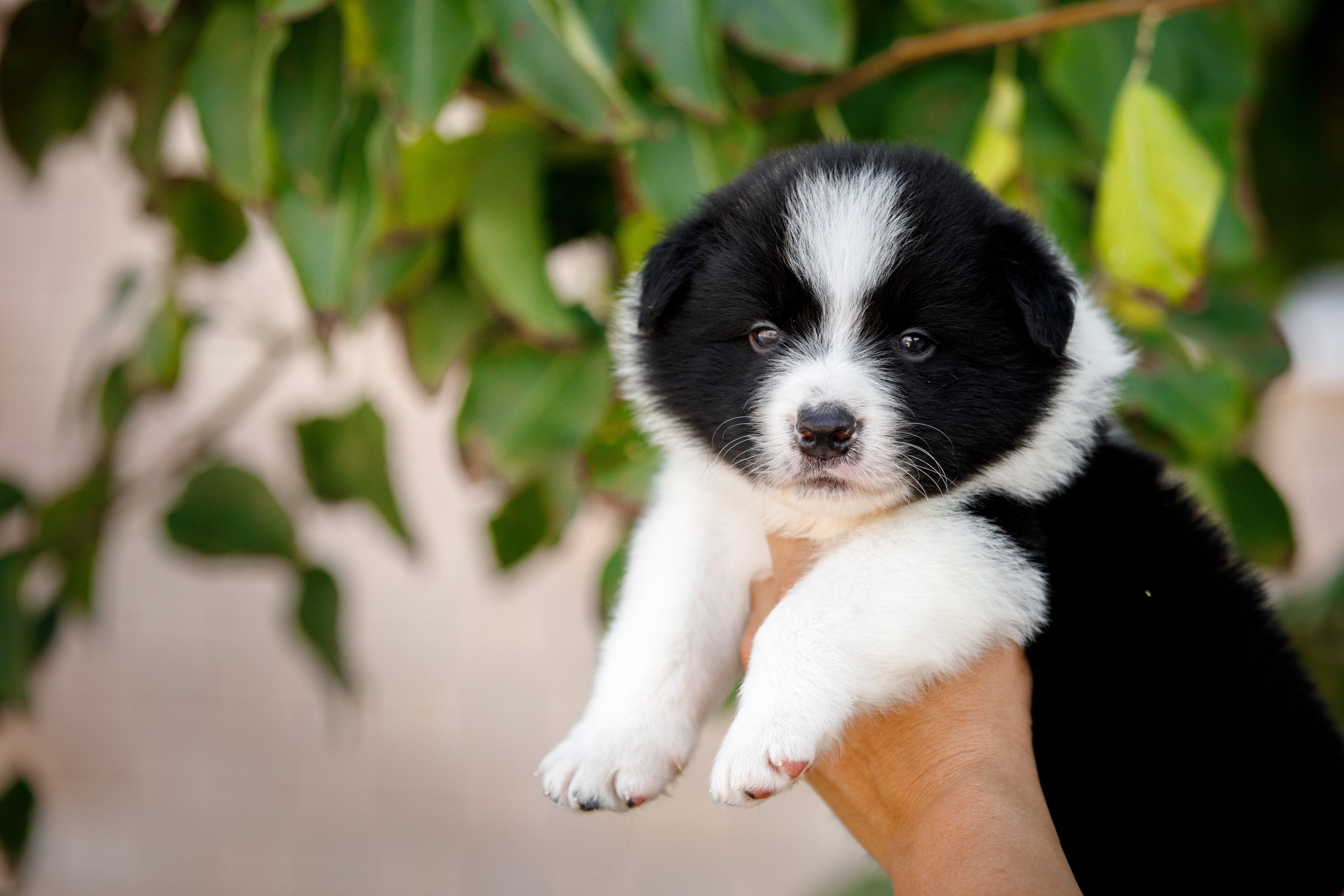 Смешарики. О нас