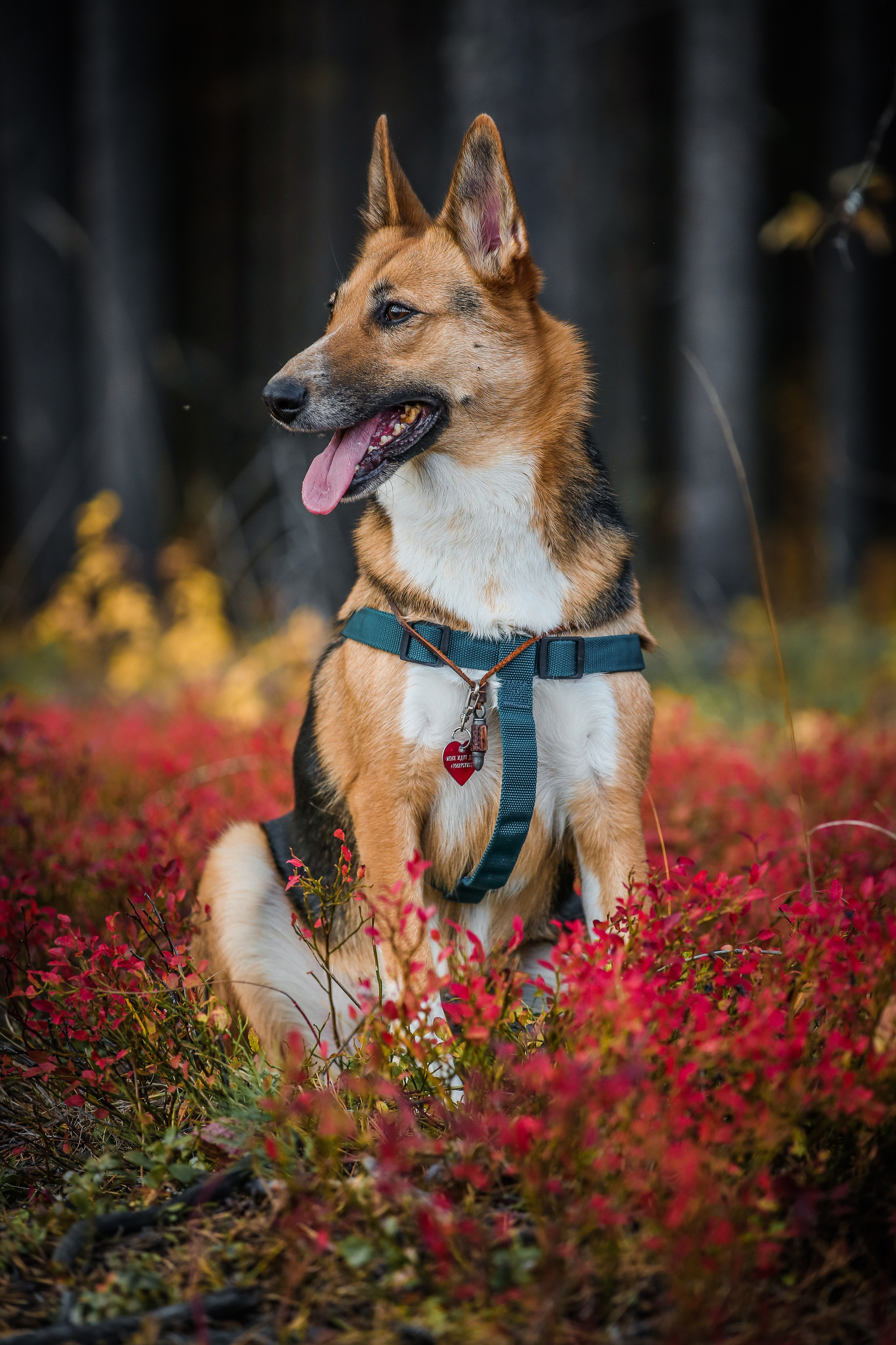 Животные. Авторские туры с профессиональным фотографом