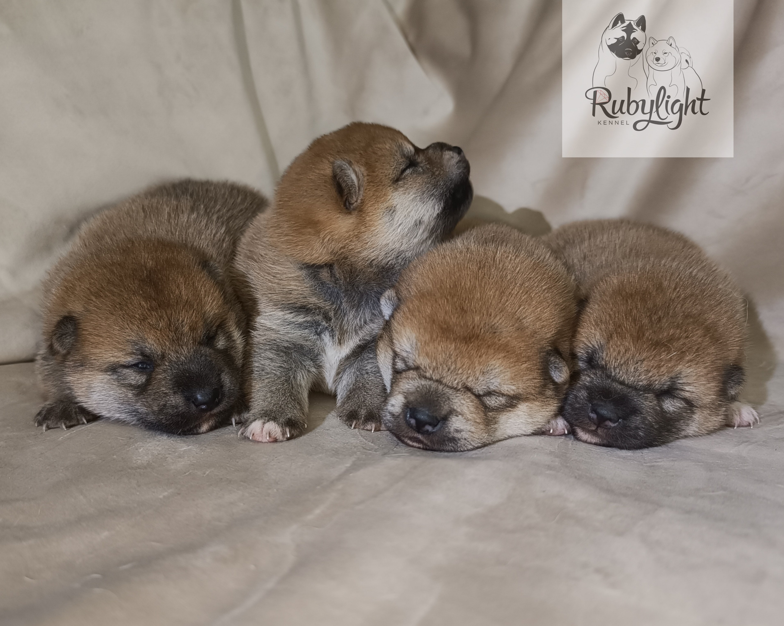 сиба питомник Рубилайт щенки на продажу rubylight  сиба щенки купить СПб Санкт-Петербург 