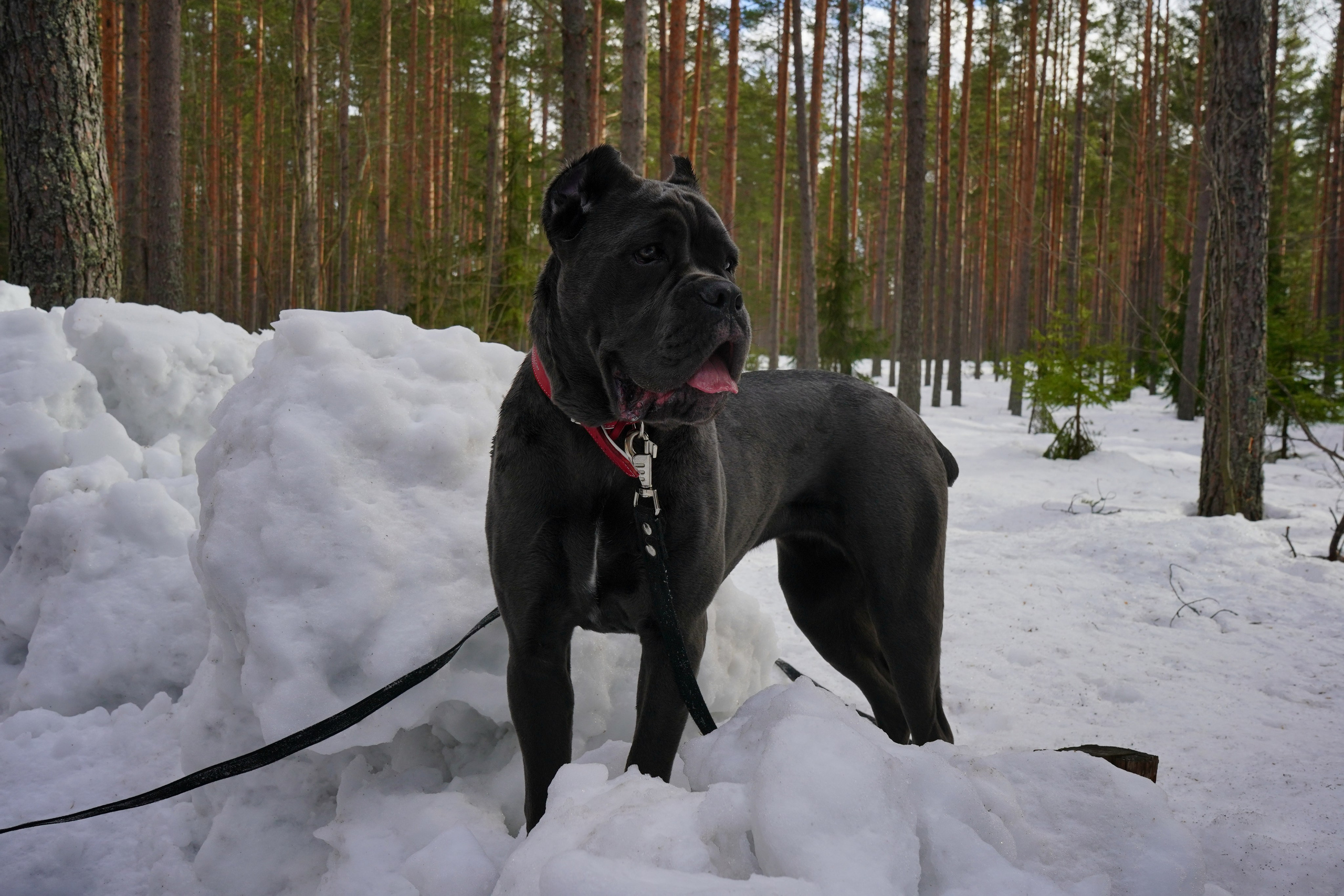 Фотосессии Пушистиков. Фотограф в Санкт-Петербурге Виктория Барышникова