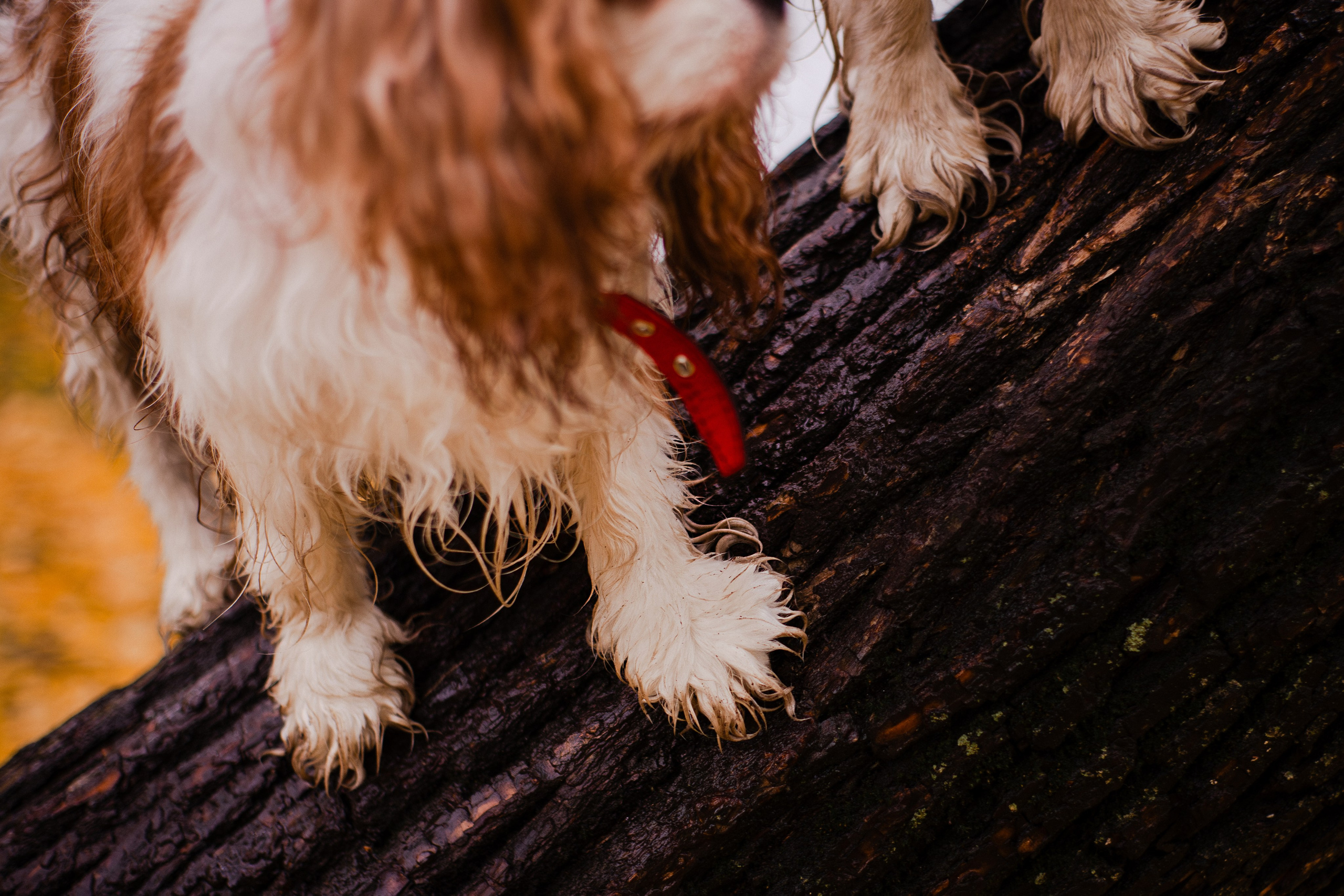 Жанна и кавалеры. Фотограф-анималист Мария Баркевич | Москва