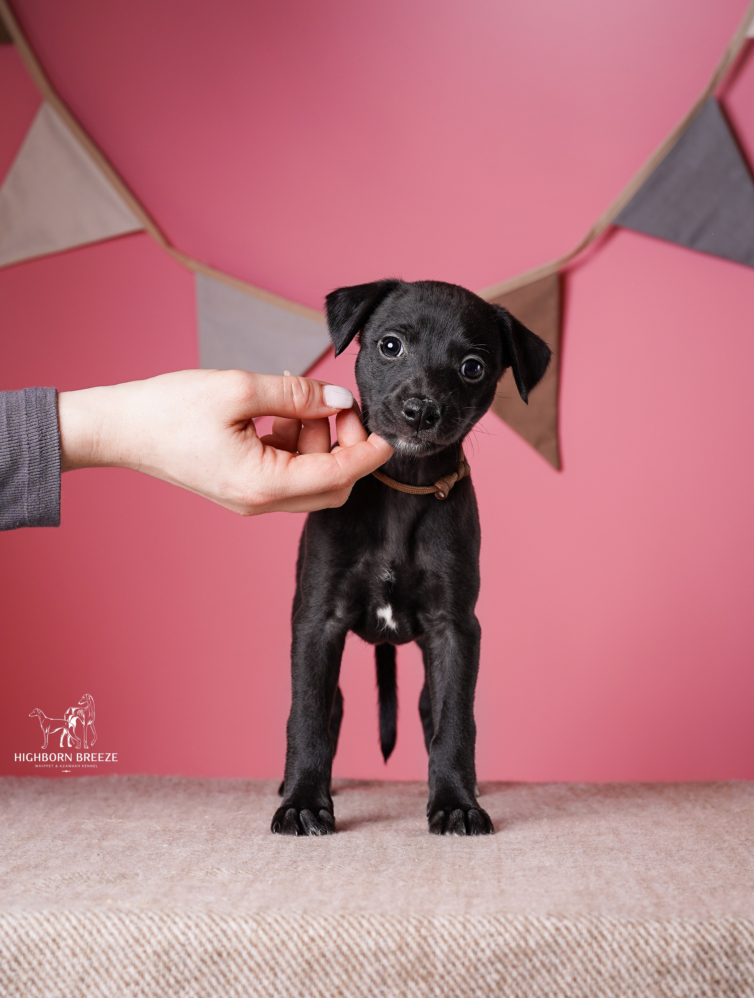 Щенки уиппета. Фотограф-анималист в Санкт-Петербурге Яна Мартынова