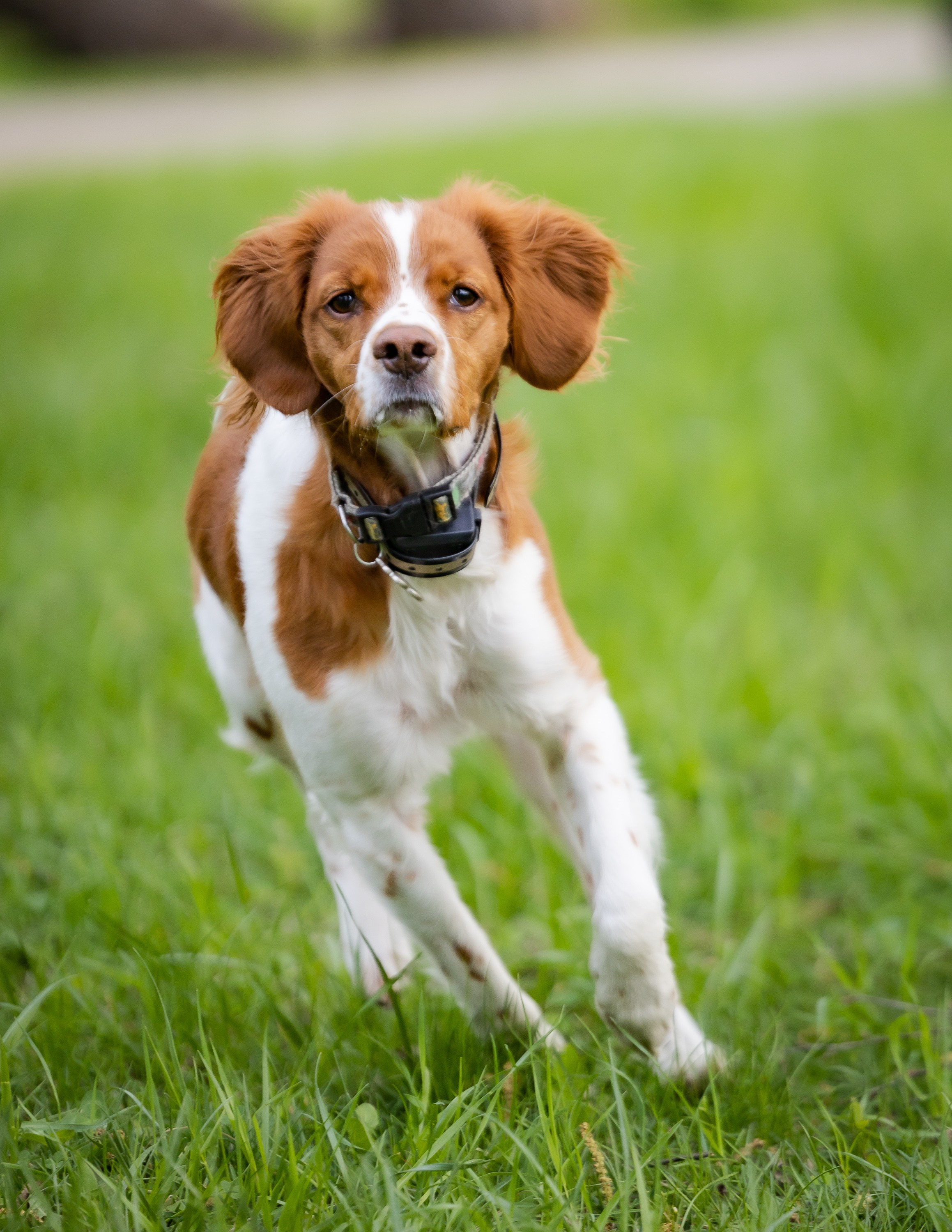 Животные. Фотограф Владимир Охрименко