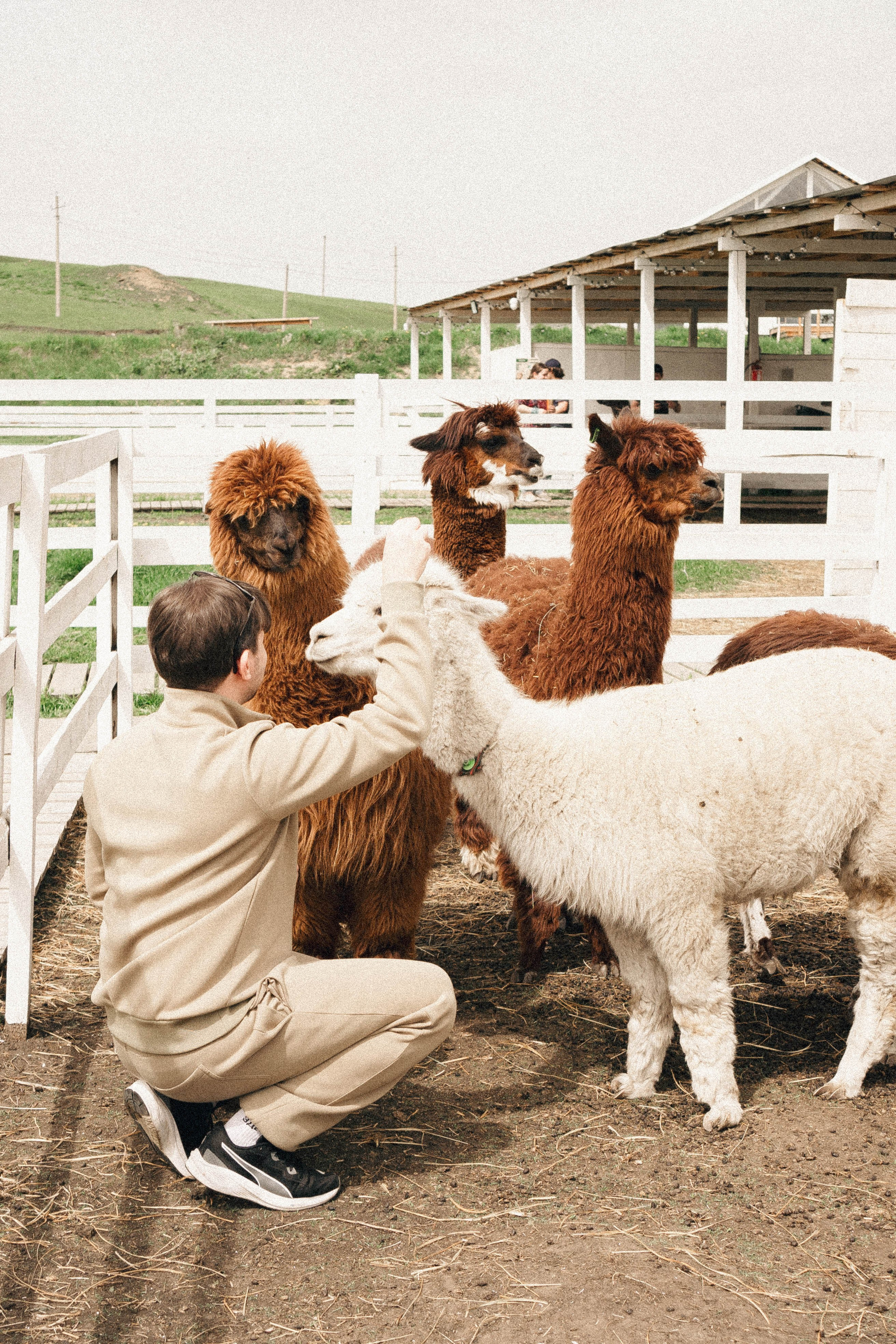 Ферма Альпак. Профессиональный фотограф, Санкт-Петербург — Виктория Богомолова