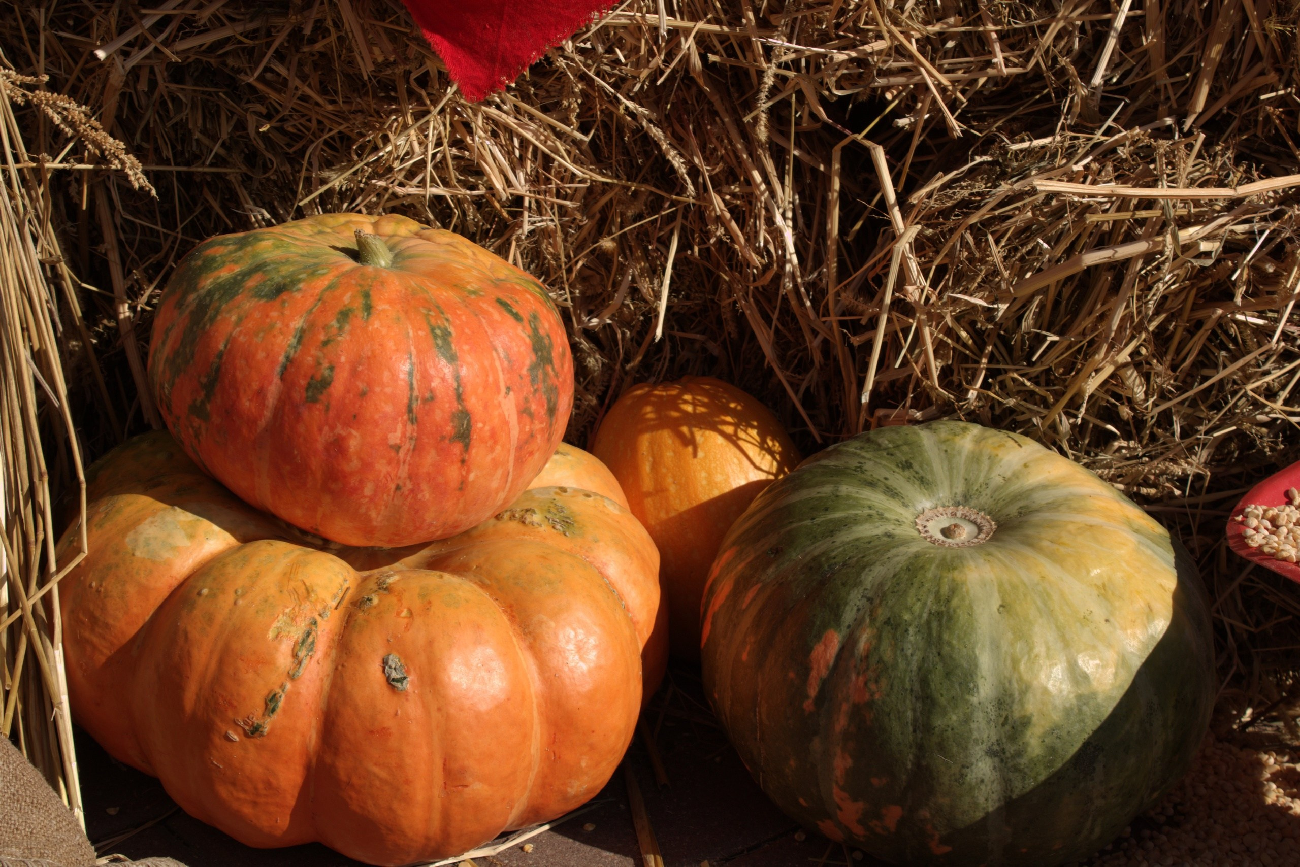 урожай тыквы