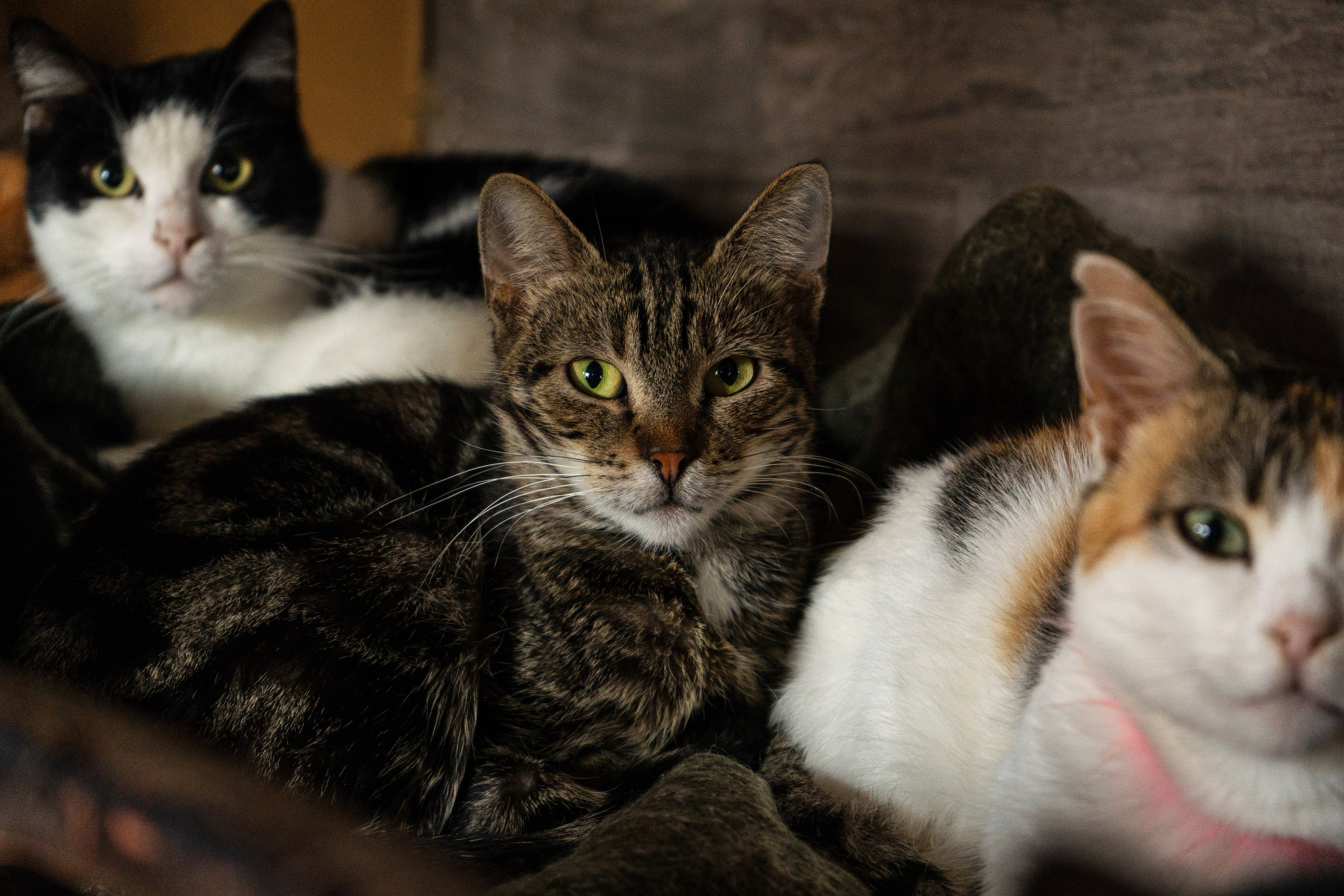 Pets. Makaroshkassirom — photographer in Minsk