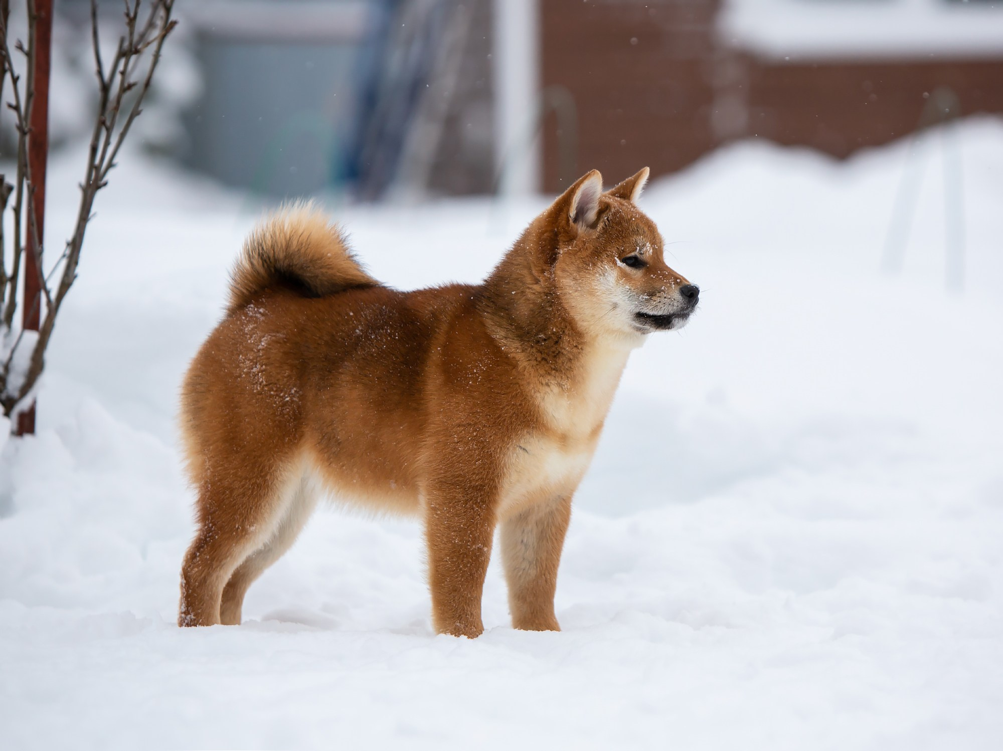 СИБА. SHIOMARU Питомник сиба и акита-ину