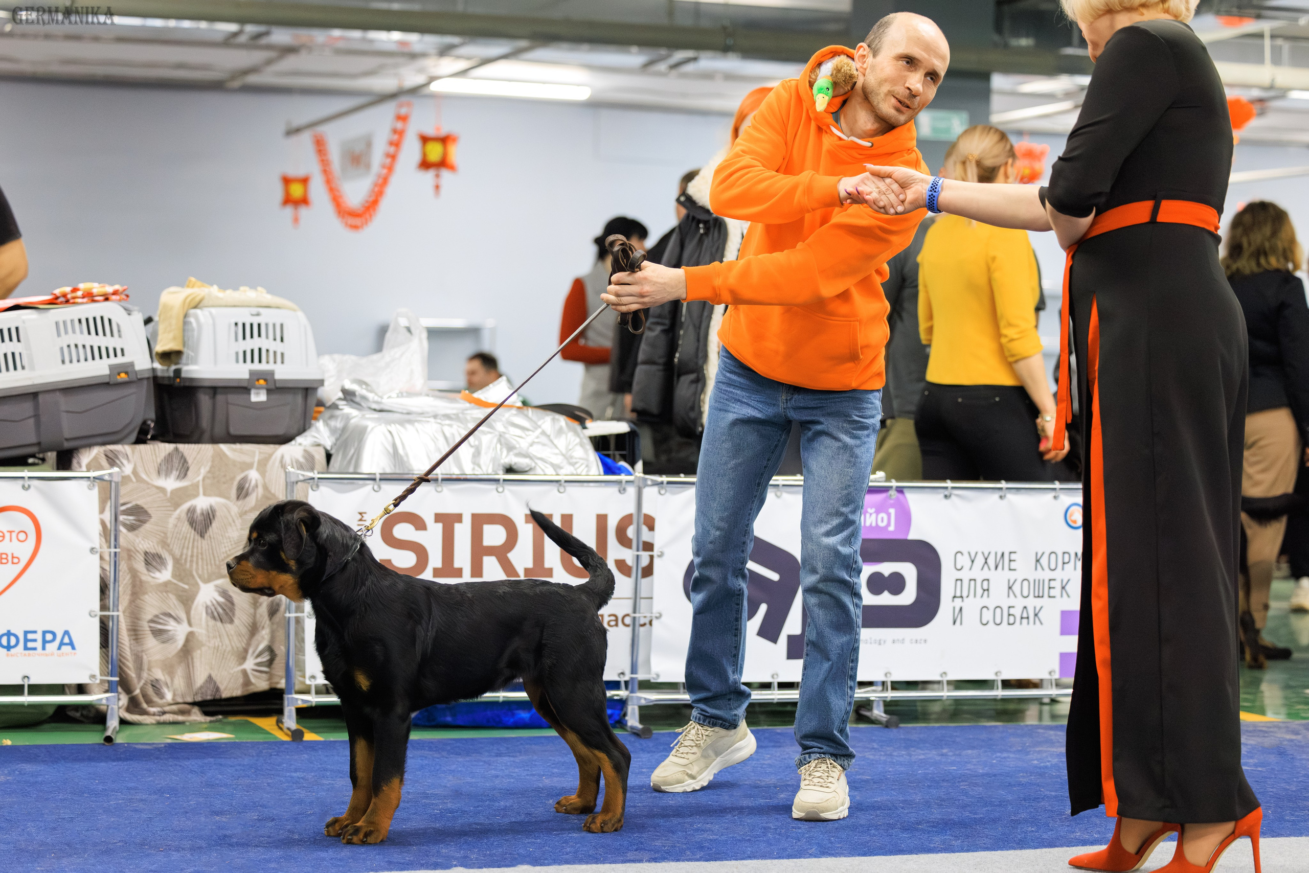 Сфера 08 и 10.03.2024 2хмоно ротвейлеров+2хмоно сао. Фотограф-анималист Юлия Германика