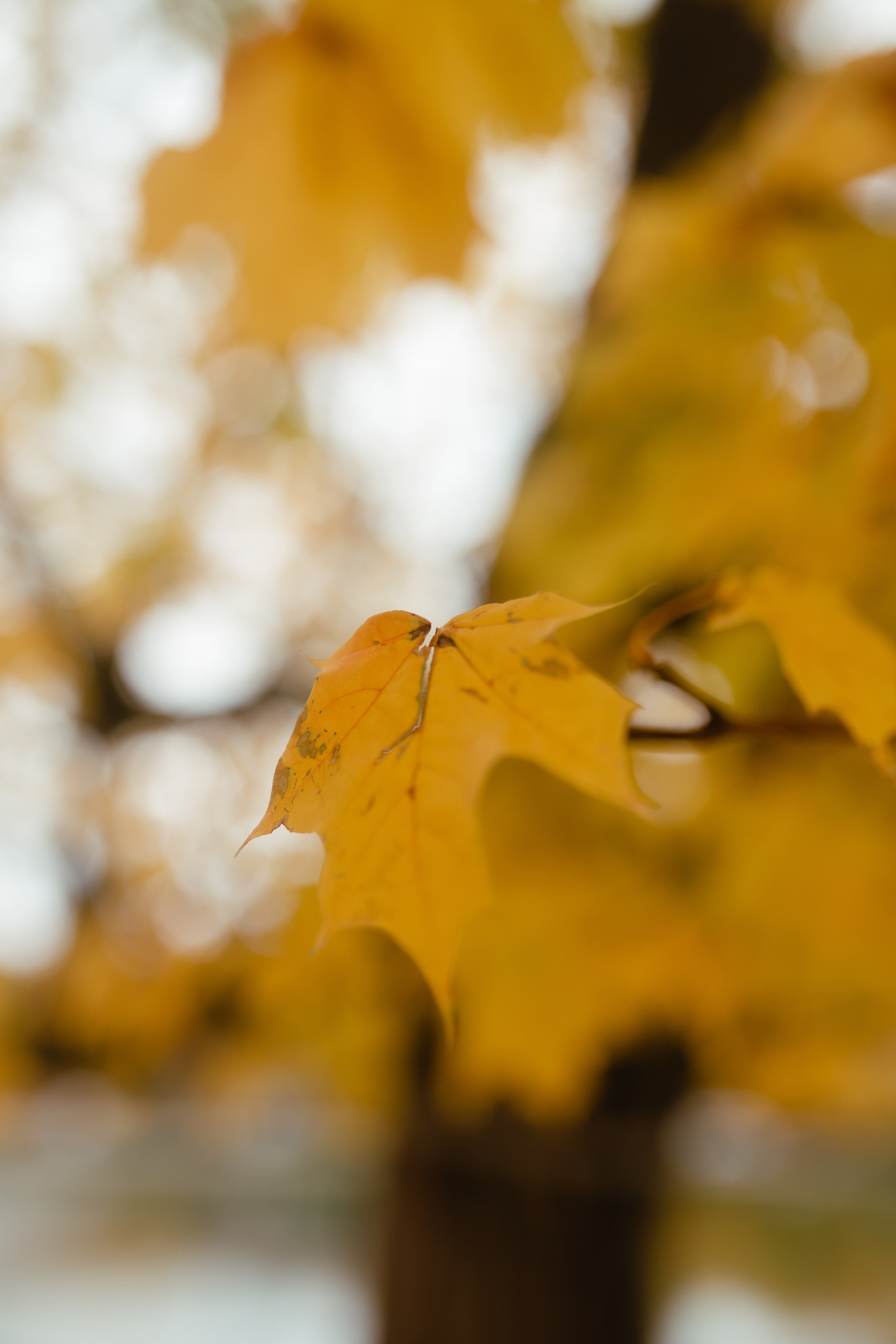 осенняя фотосессия на природе в парке в лесу октябрьский башкортостан