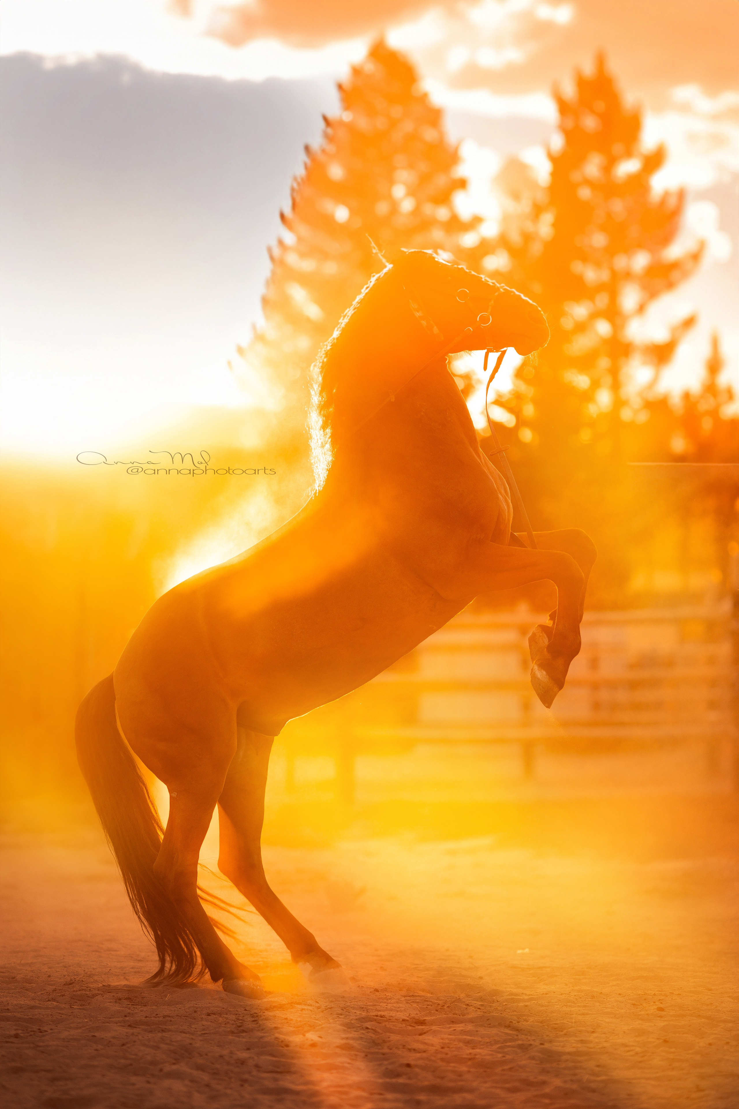 Для фотографов. Анна Молчанова конный фотограф в Тюмени | фотосессии с лошадьми Тюмень