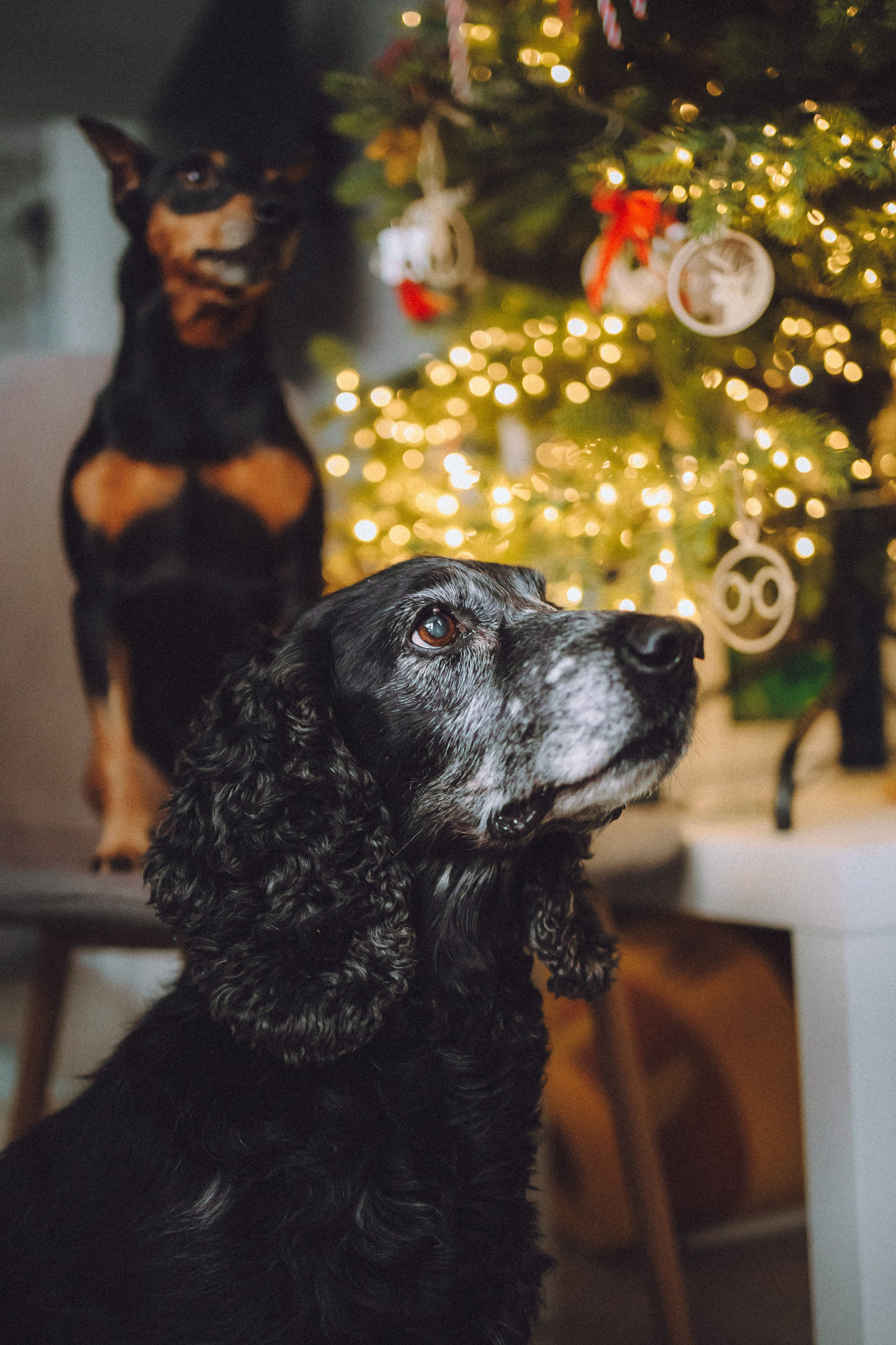 Топик и его семья