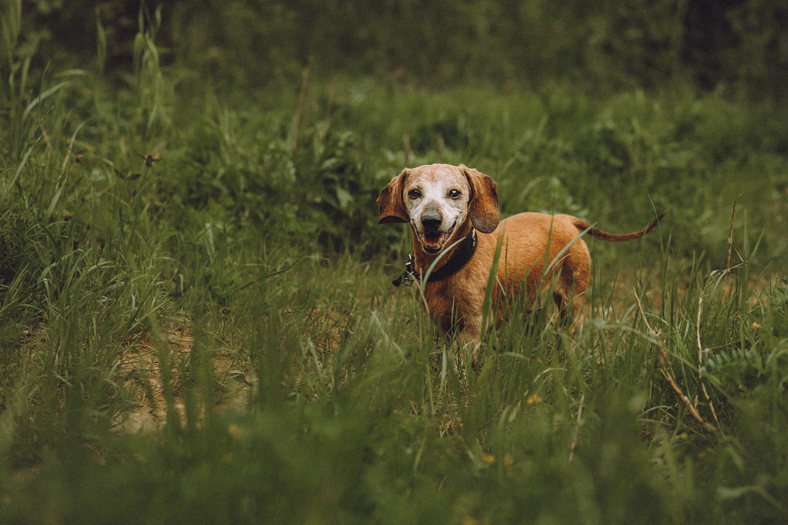 Груша, Данни, Фунтик и их семья