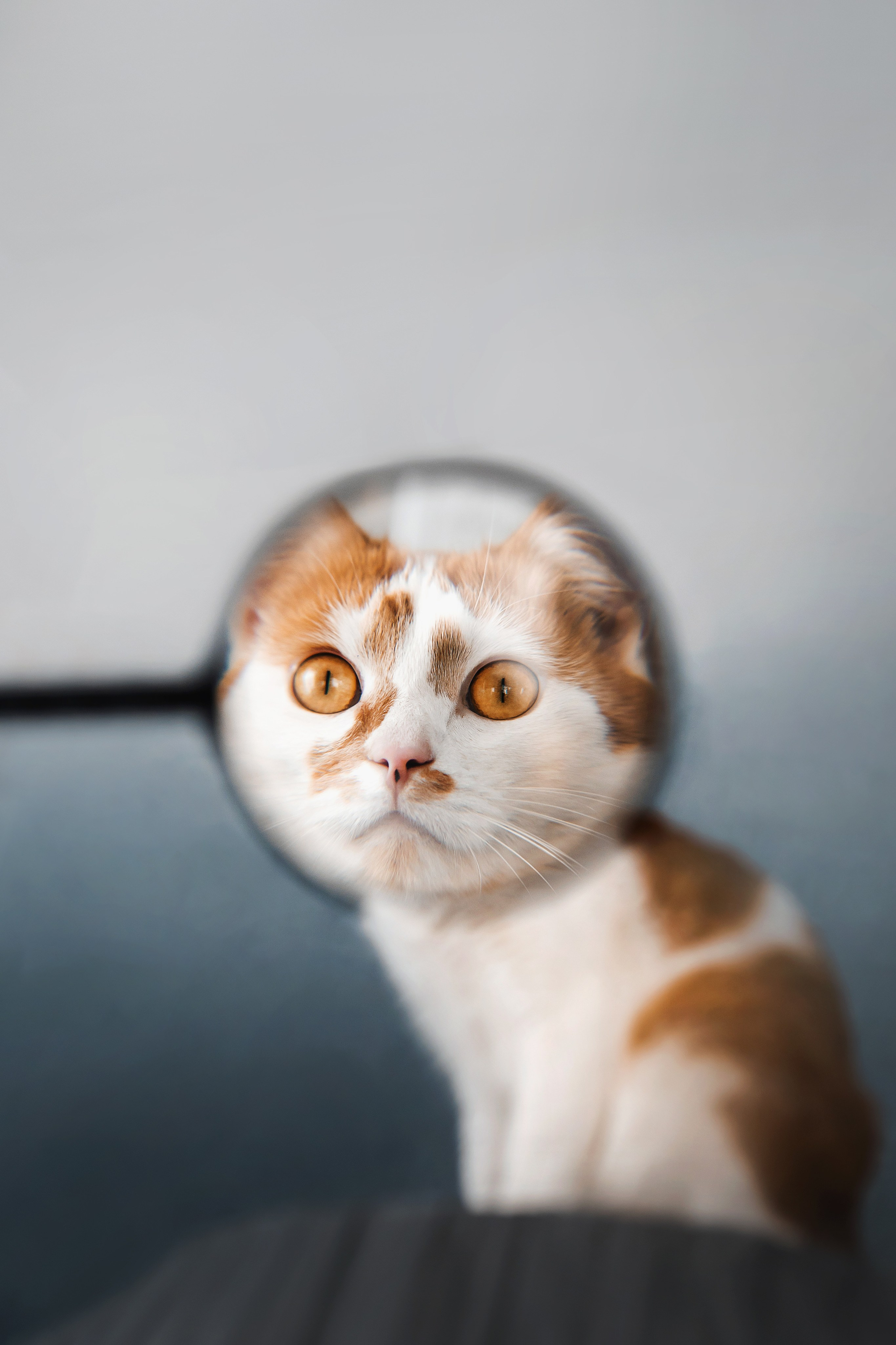 Как я выбираю, на какой объектив снимать животных?