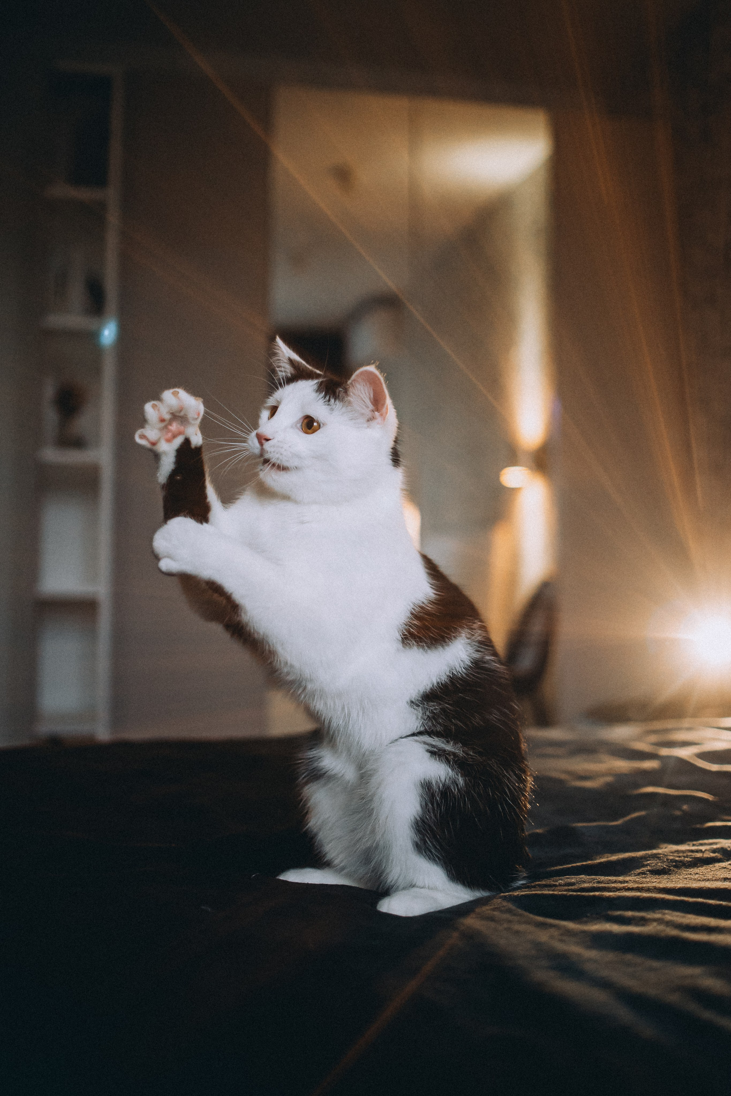 Рыся, Кепа и их семья