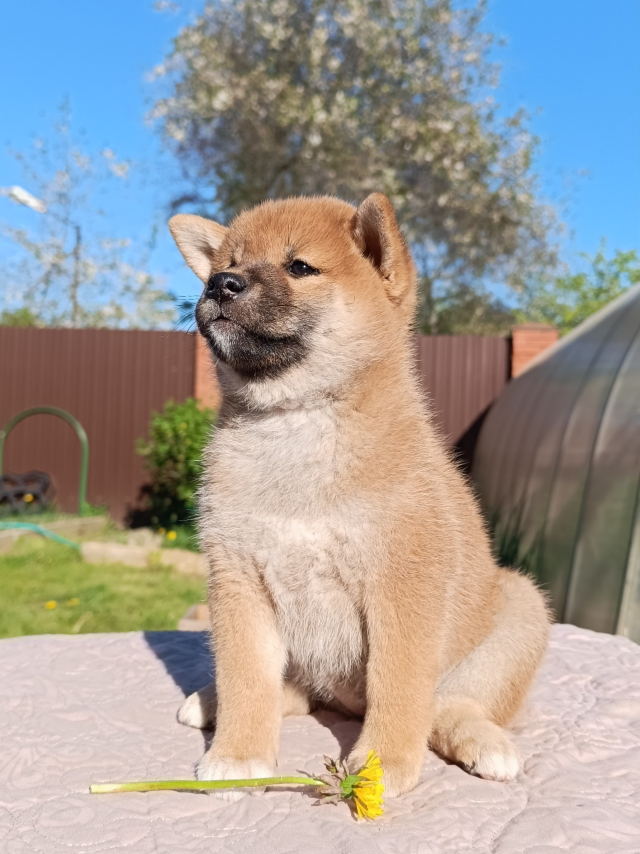 сиба питомник Рубилайт щенки на продажу rubylight  сиба щенки купить СПб Санкт-Петербург