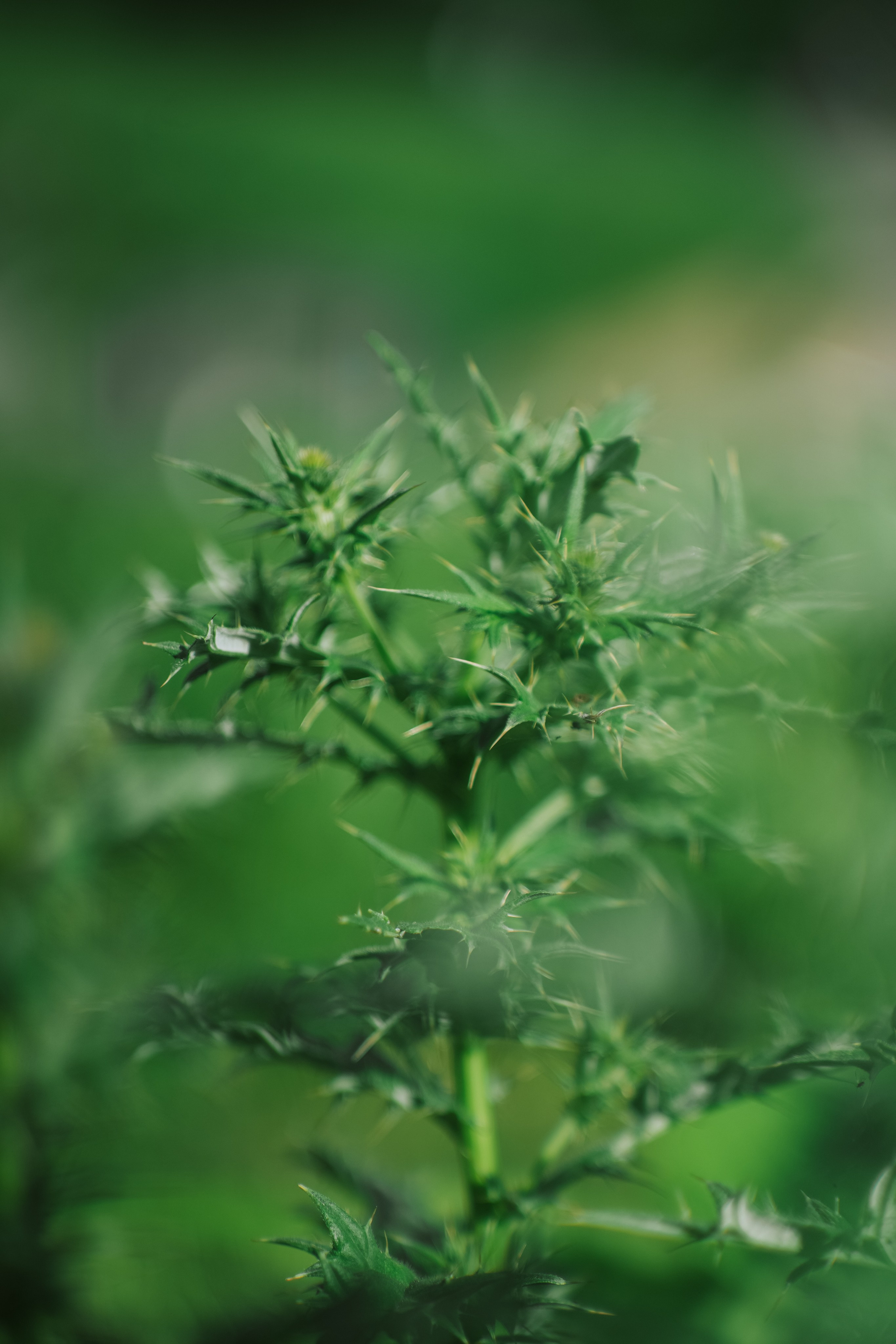 Нахазо ✽ Июль. Репортажный фотограф | Роза Хутор Красная Поляна Сочи Сириус