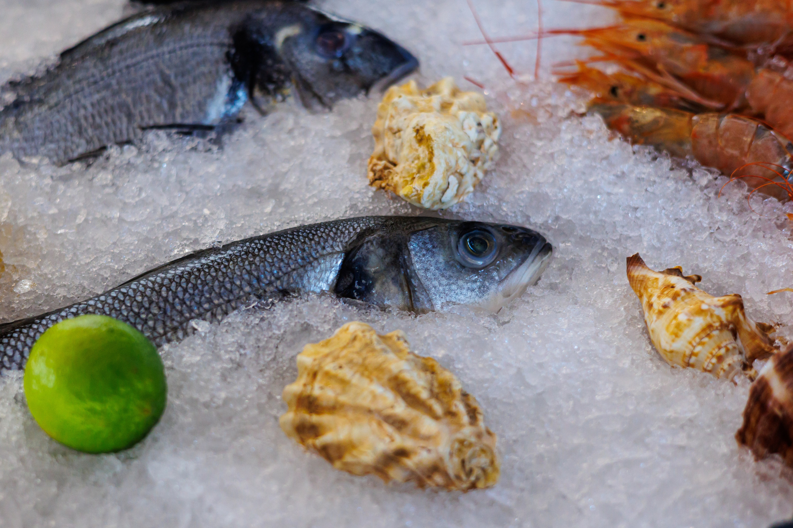 Проект для «Вектора трендов». Фотограф в Москве Ксения Легенько