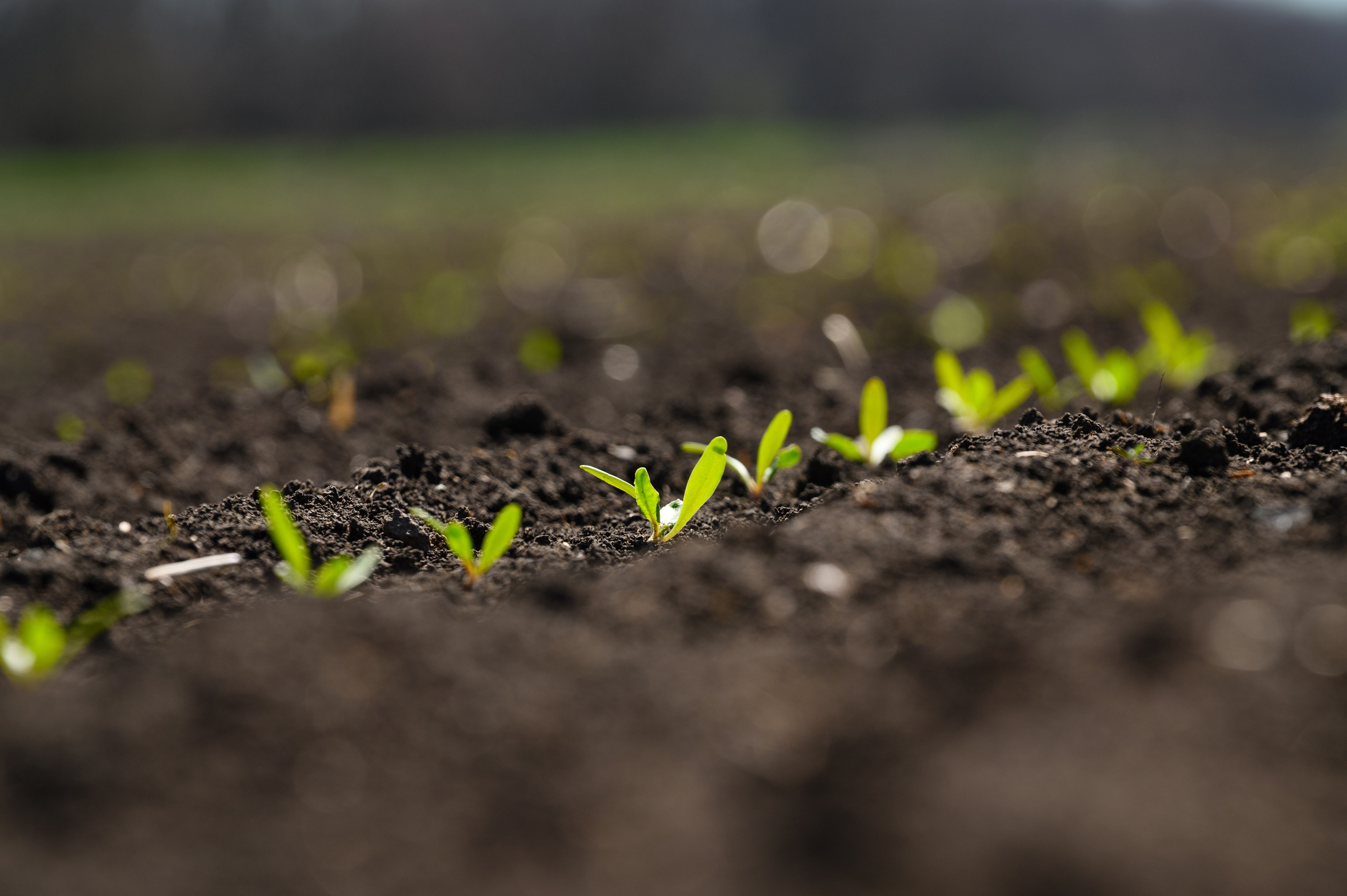 Проекты. Профессиональный фотограф Вячеслав Плацында | Липецк |