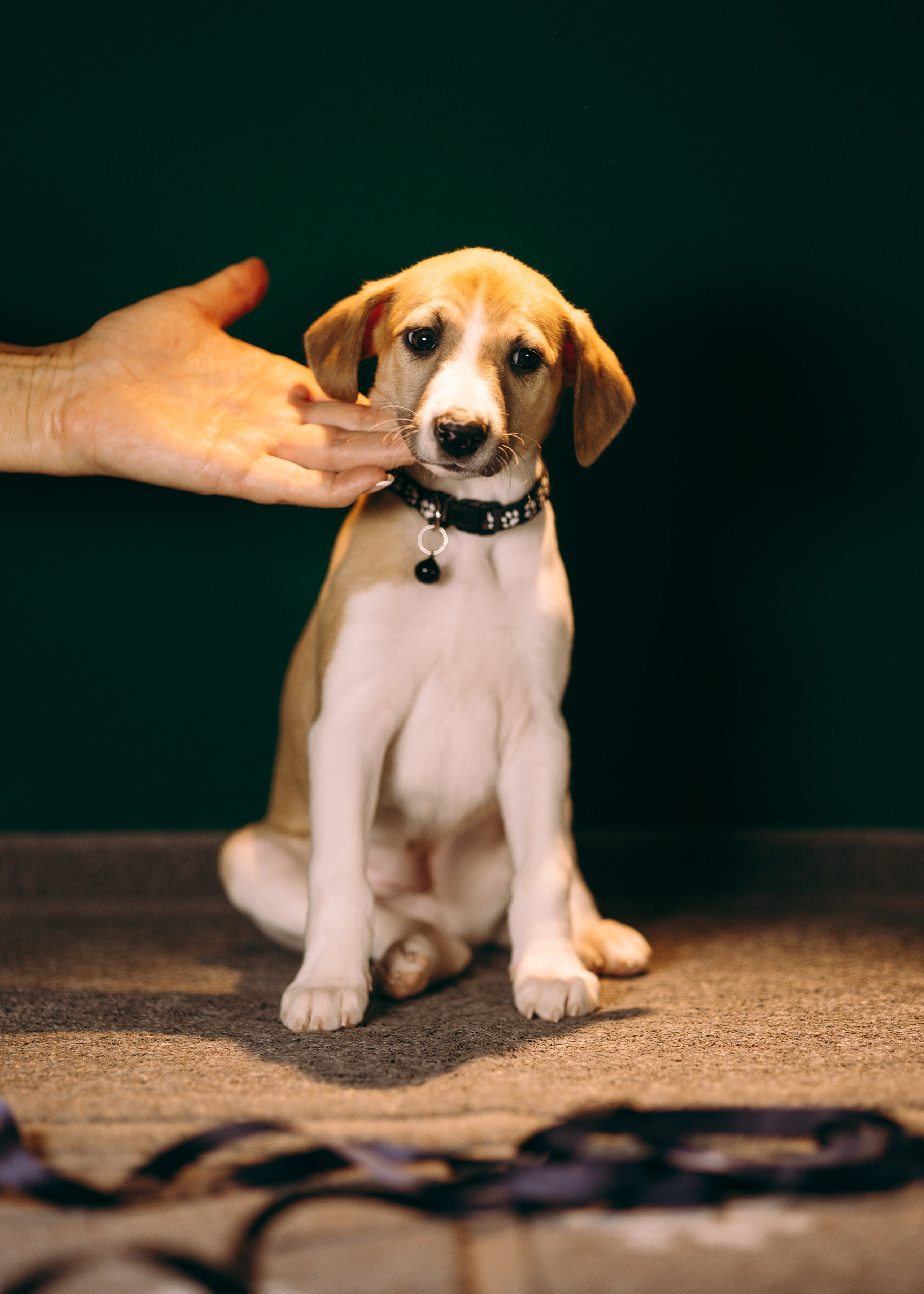 Щенки SL. Анна Самохина. Фотограф. Москва