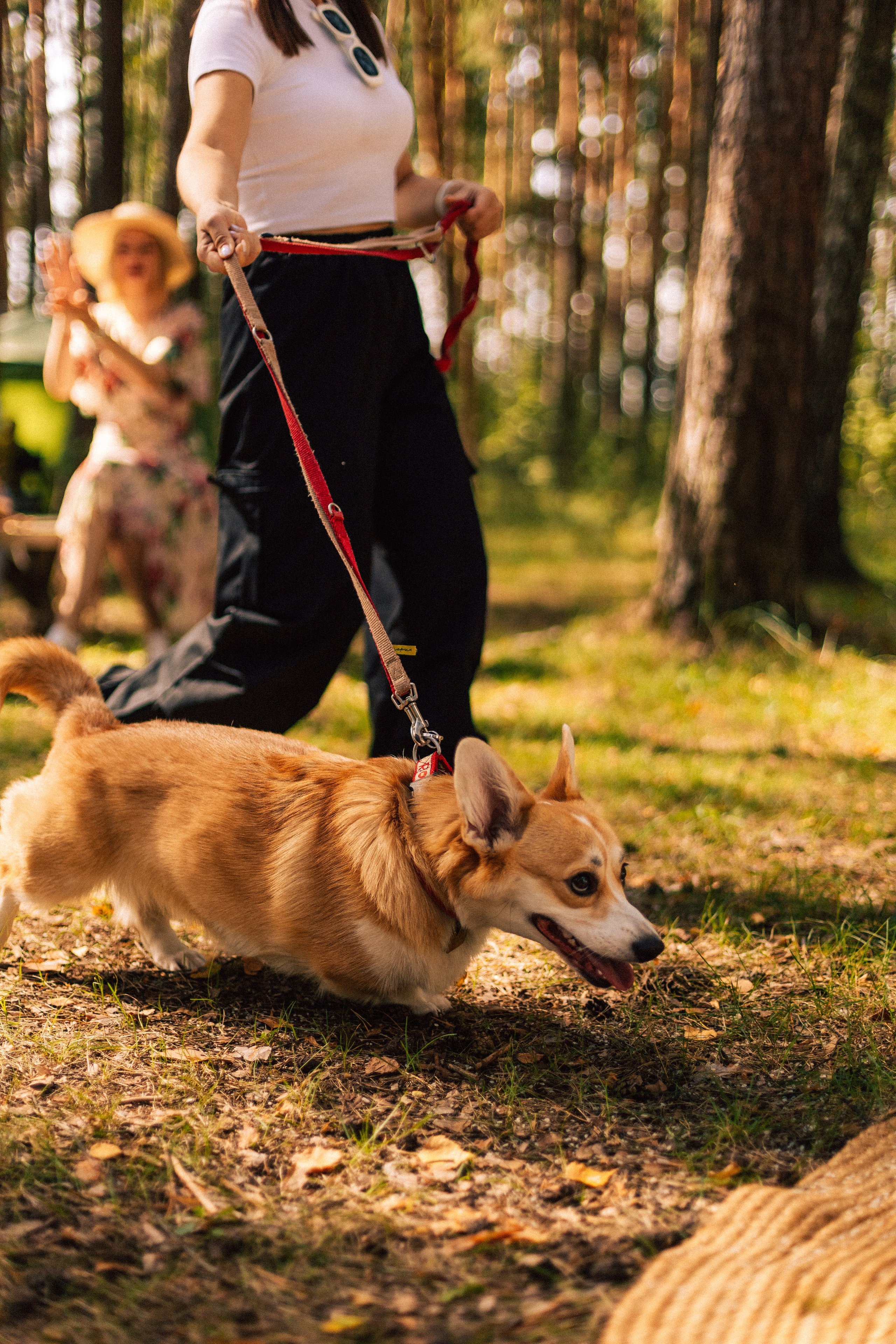 Корги свадьба в сосновом лесу. Фотограф Москва Жуковский Раменское