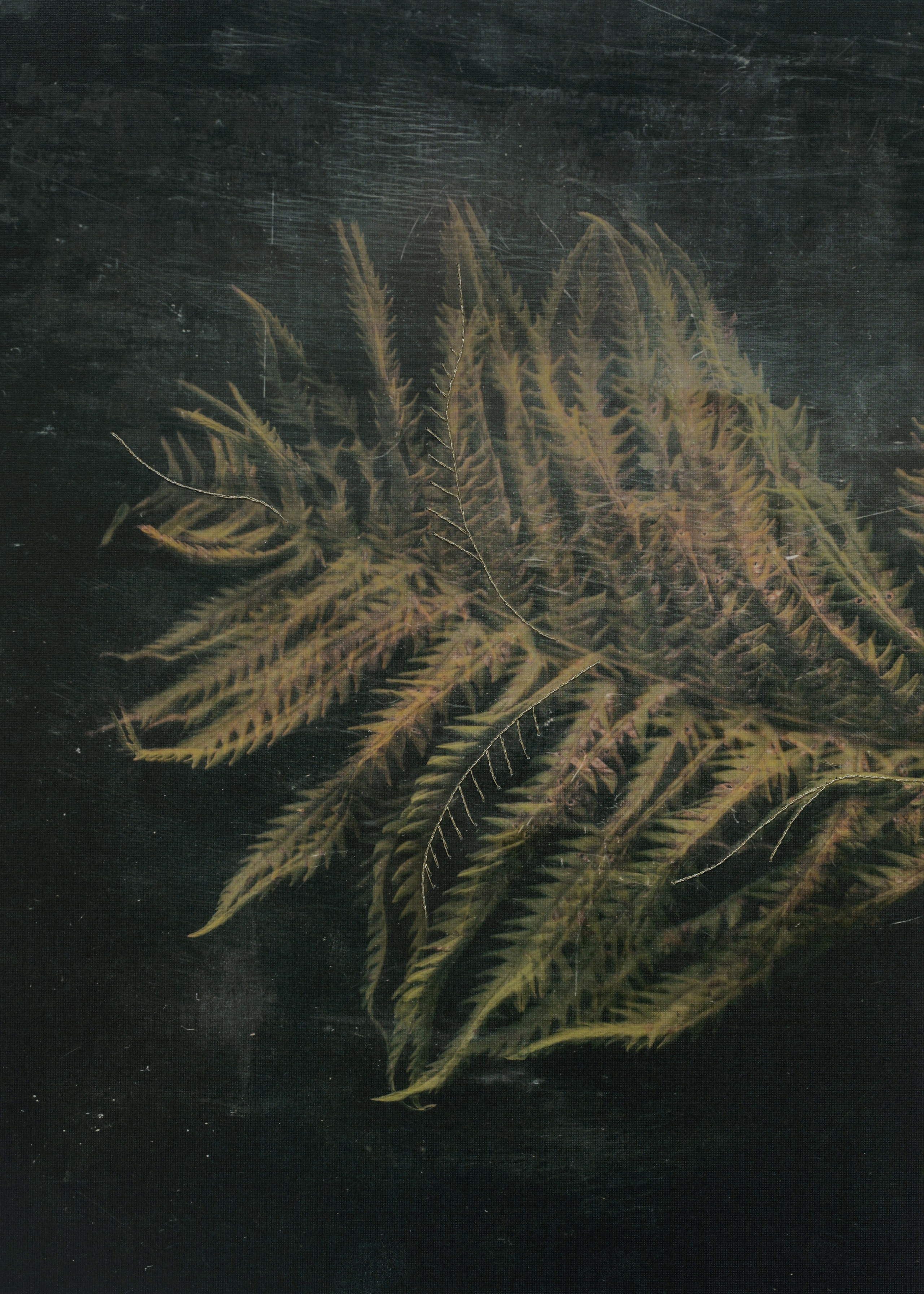 Призрачные узоры. Фотограф Елена Хазина, Рязань