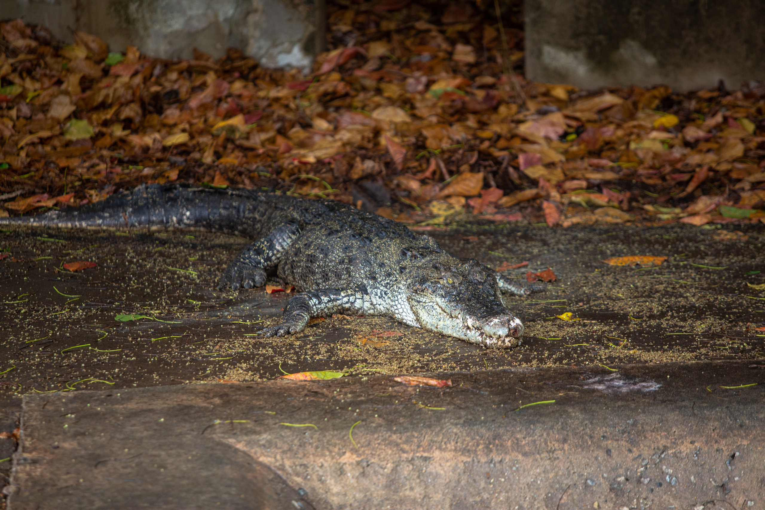 Samut Prakan Crocodile Farm & Zoo. Photographer Sonkina Tatiana (Tanya Ash)