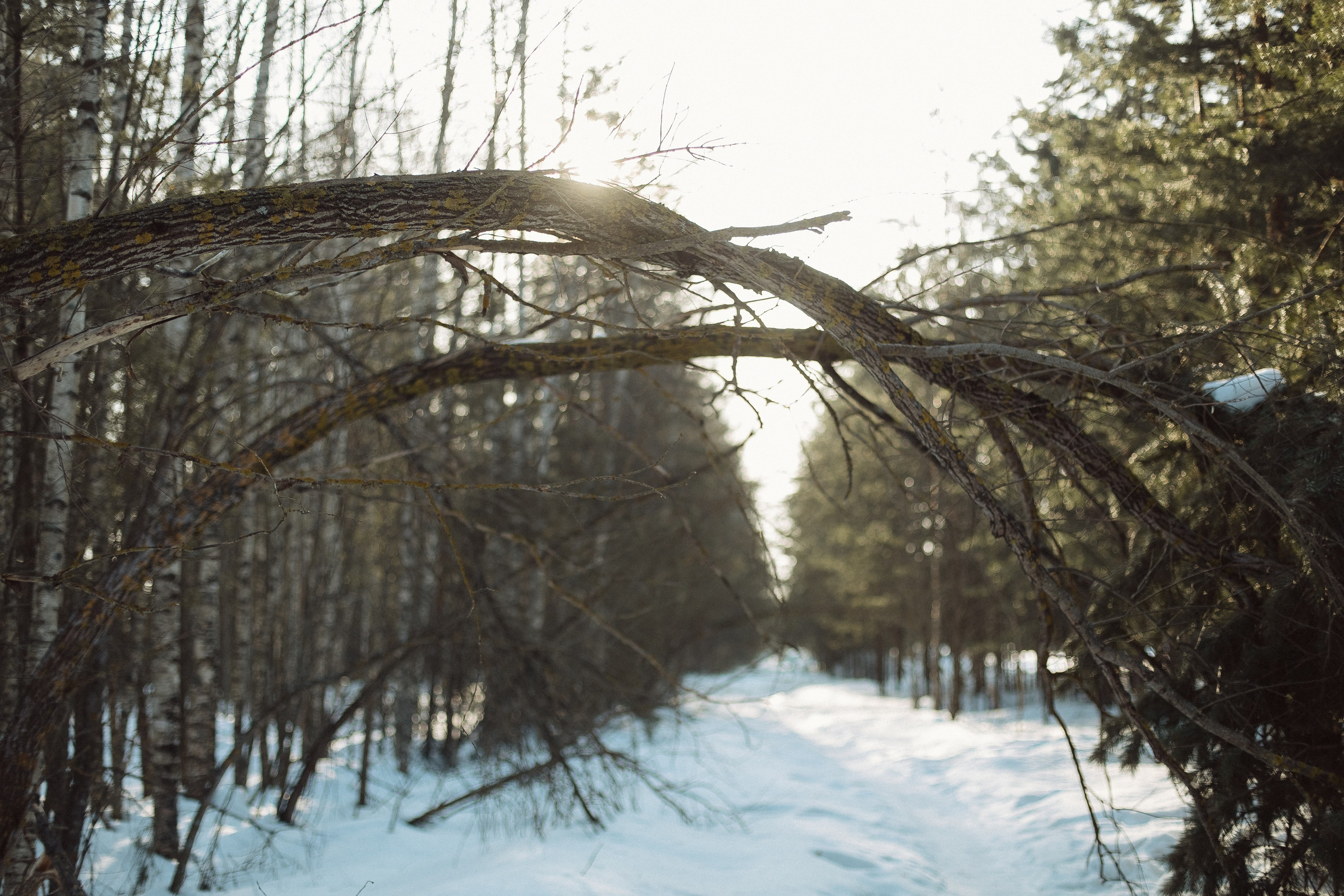 Экопарк ПОЛЯНЫ. Главная