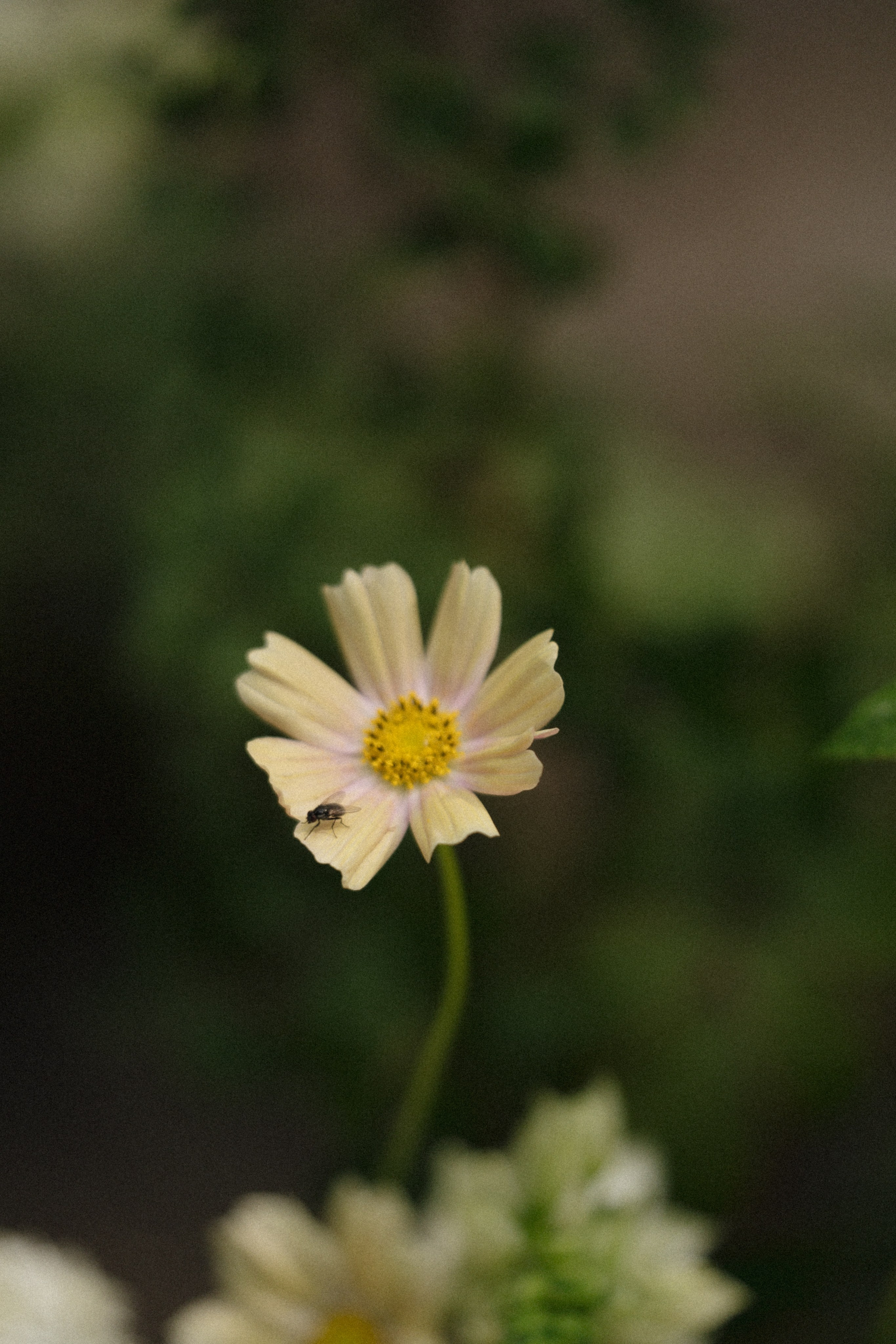 Forest Symphony. Фотограф в Санкт-Петербурге Александр Дымов