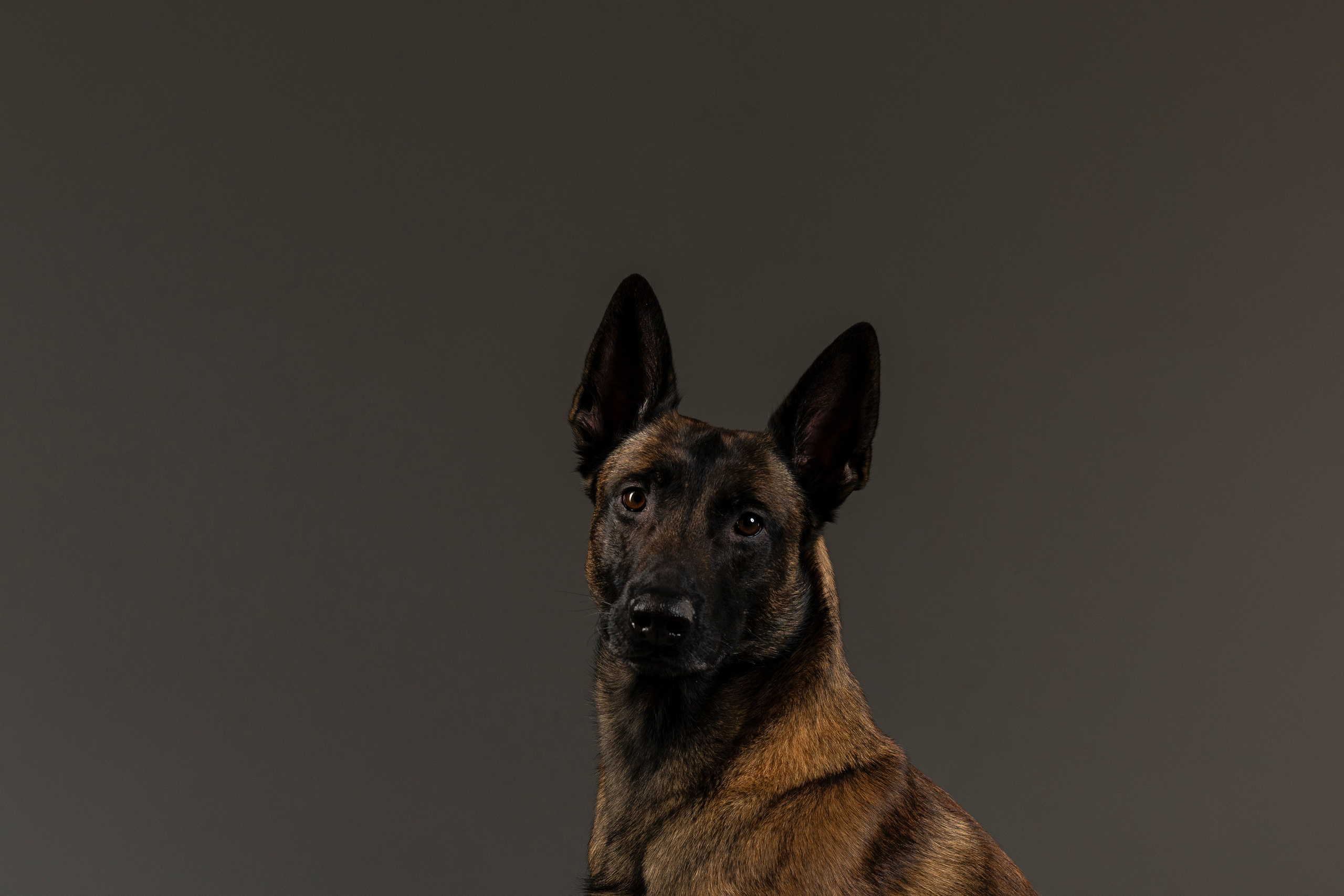 Студия. Фотограф-анималист Анна Маринич