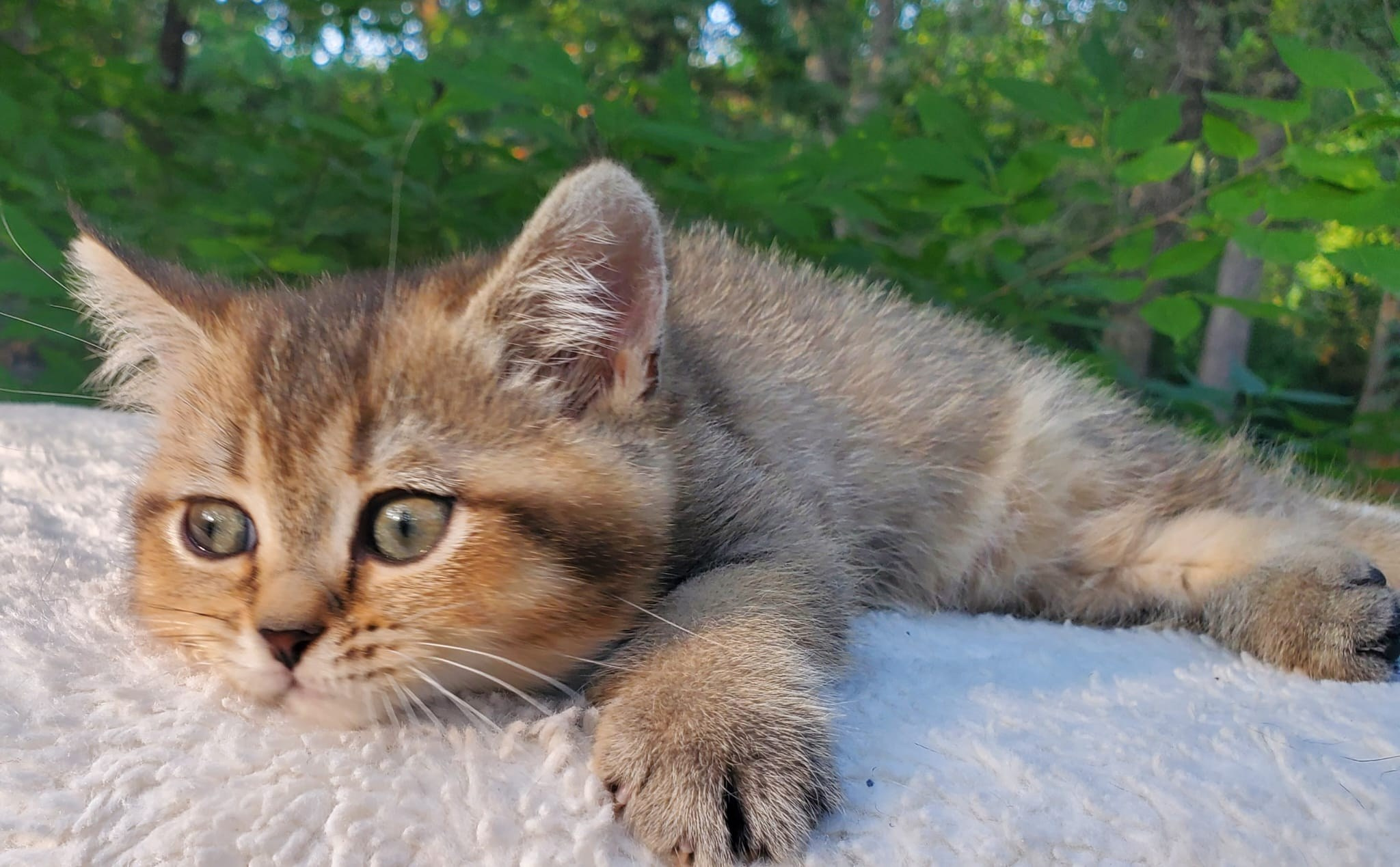 Mura, female, DB-04.07.25, sold. British shorhair Cats