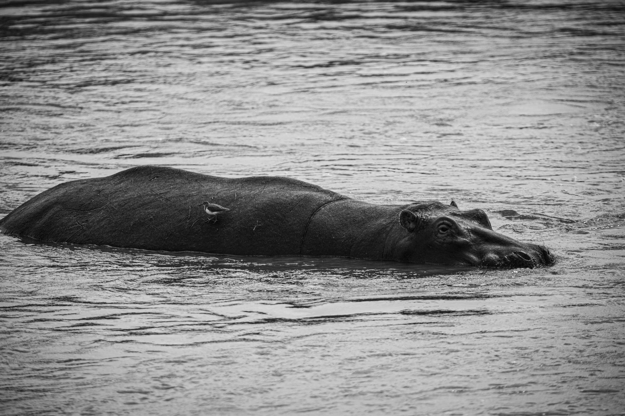 Танзания. Добродеева Алла фотограф, Москва