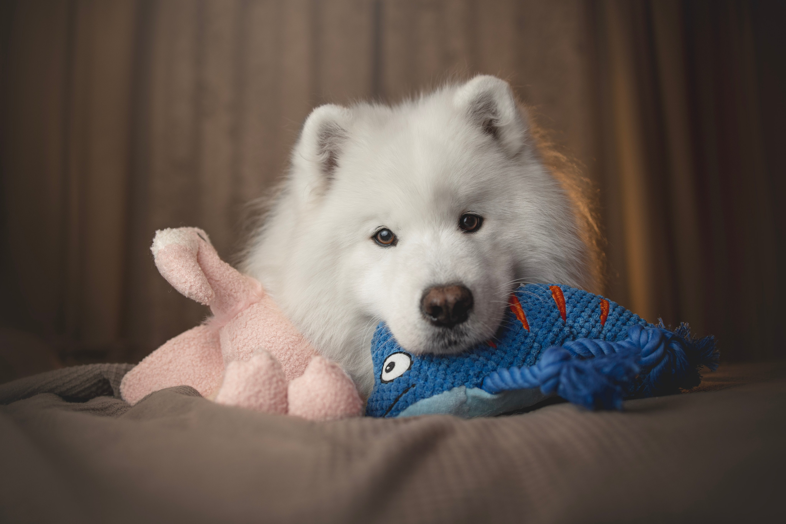 Для брендов. Фотограф анималист в Москве Майорова Евгения