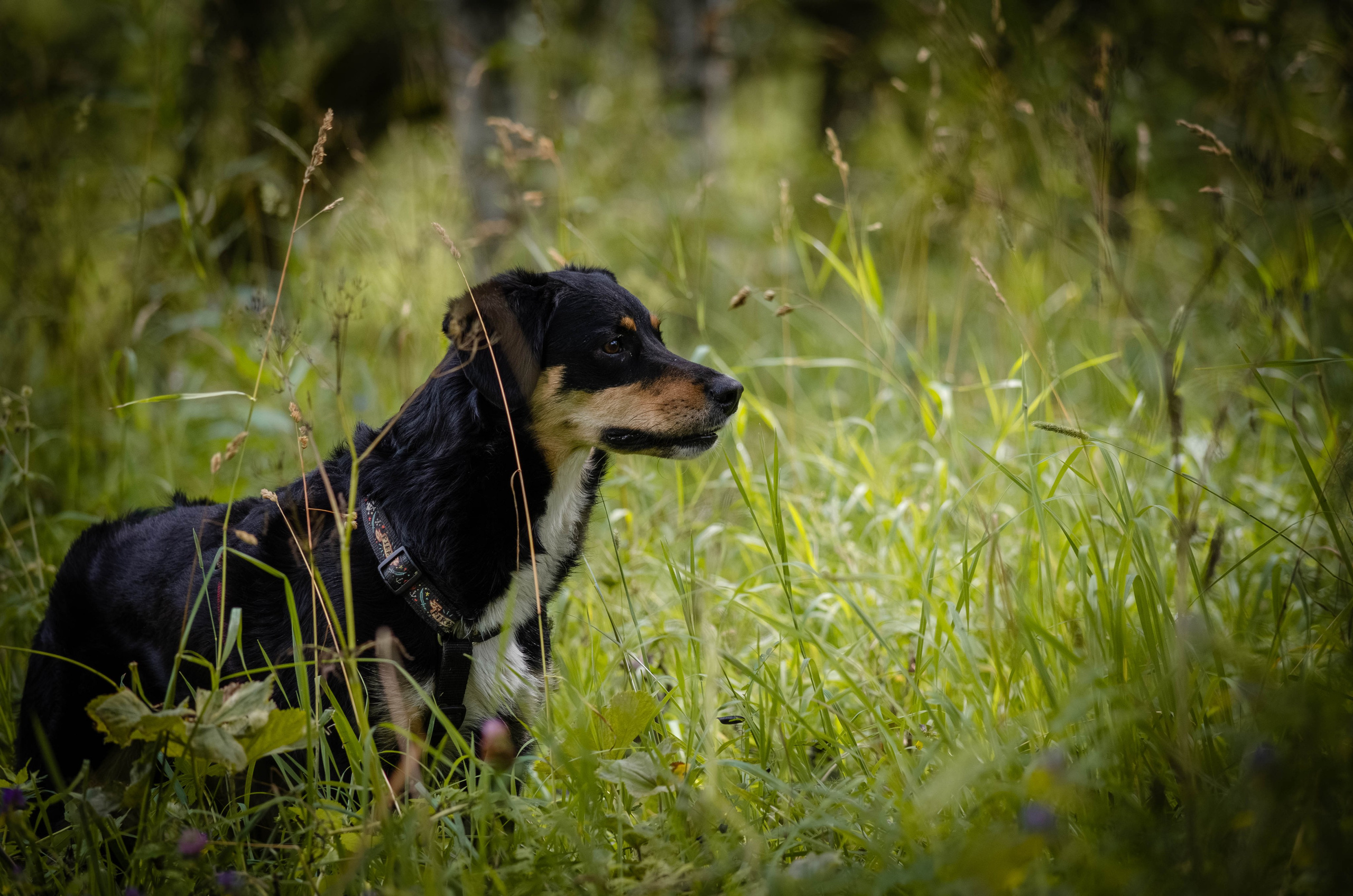 Том и Тося. Фотограф Светлана Блинова, Москва и Московская область