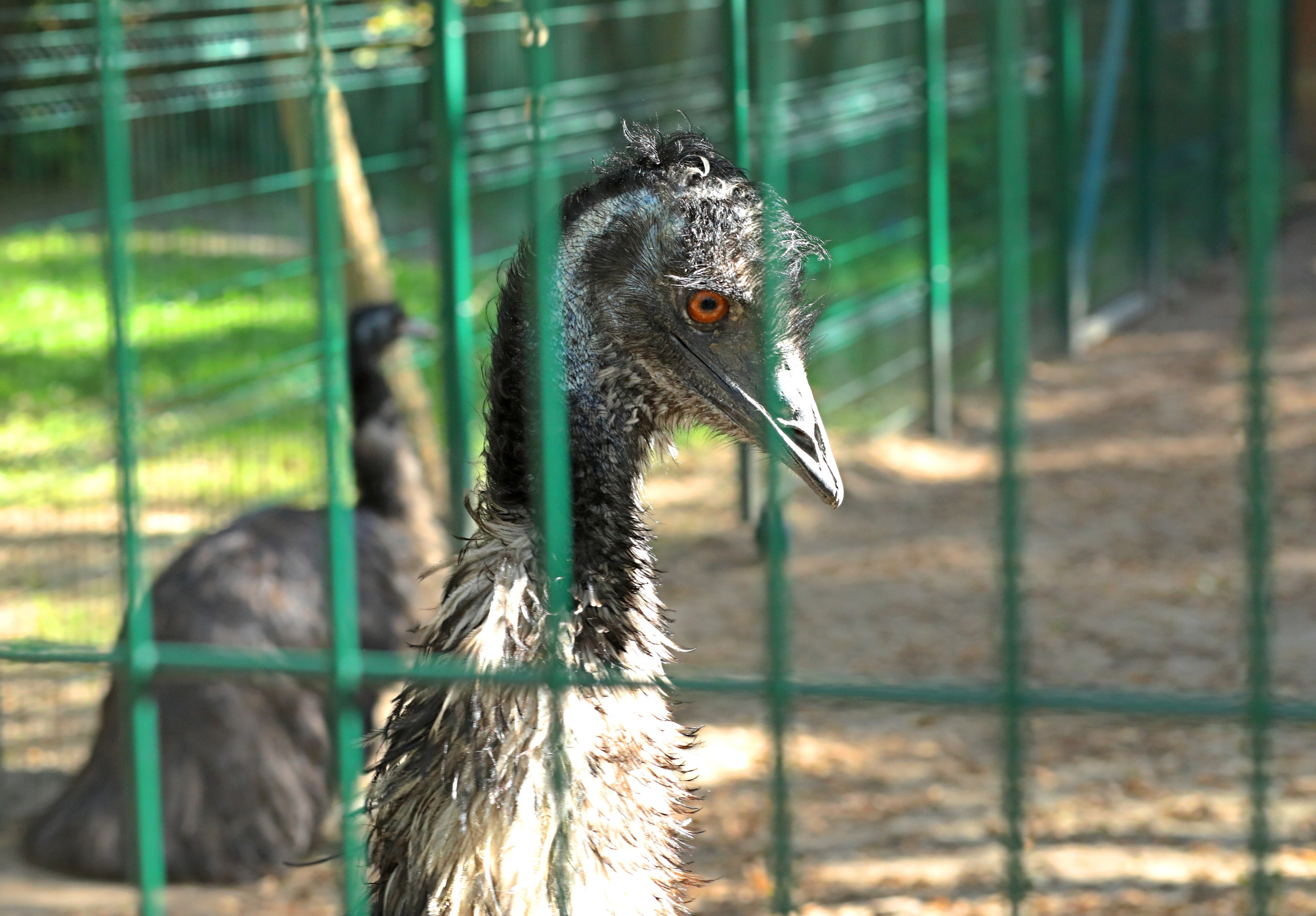 Ростовский зоопарк. Фото-художник и Репортажный фотограф Николаев Александр Алексеевич