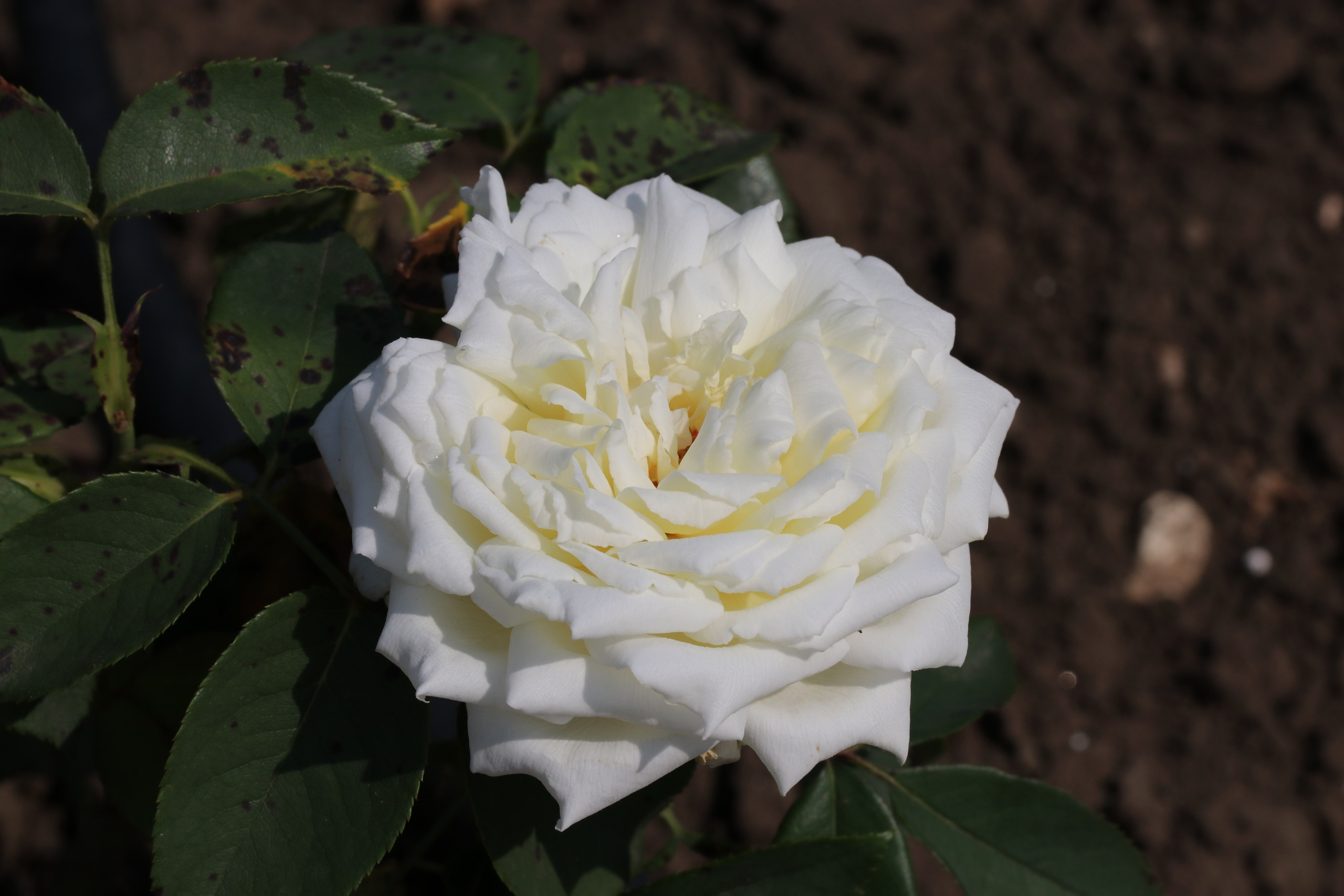 Долина роз в Кисловодске. Фото-художник и Репортажный фотограф Николаев Александр Алексеевич