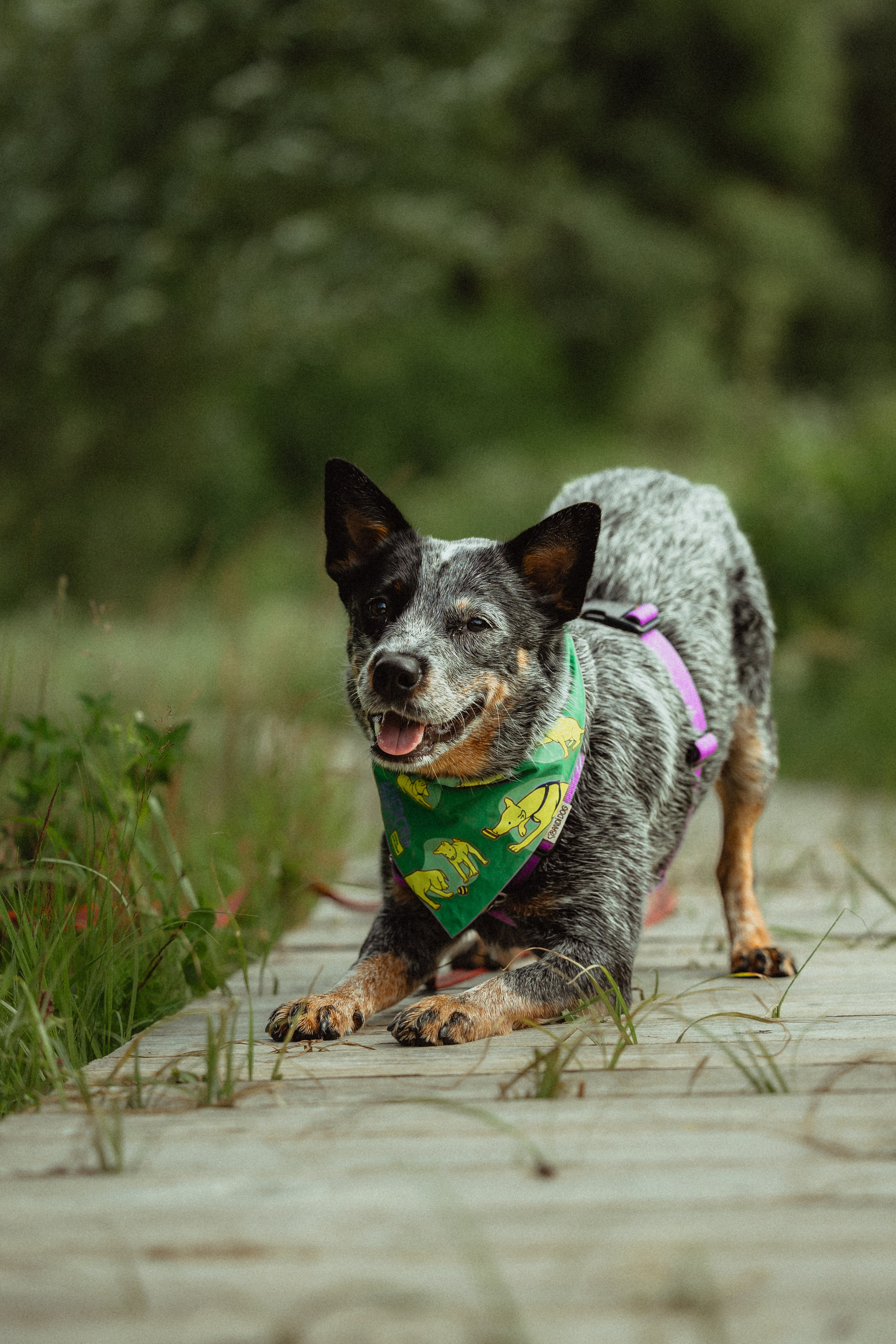 Выездной дог-тренинг от школы «Шерсть имею»