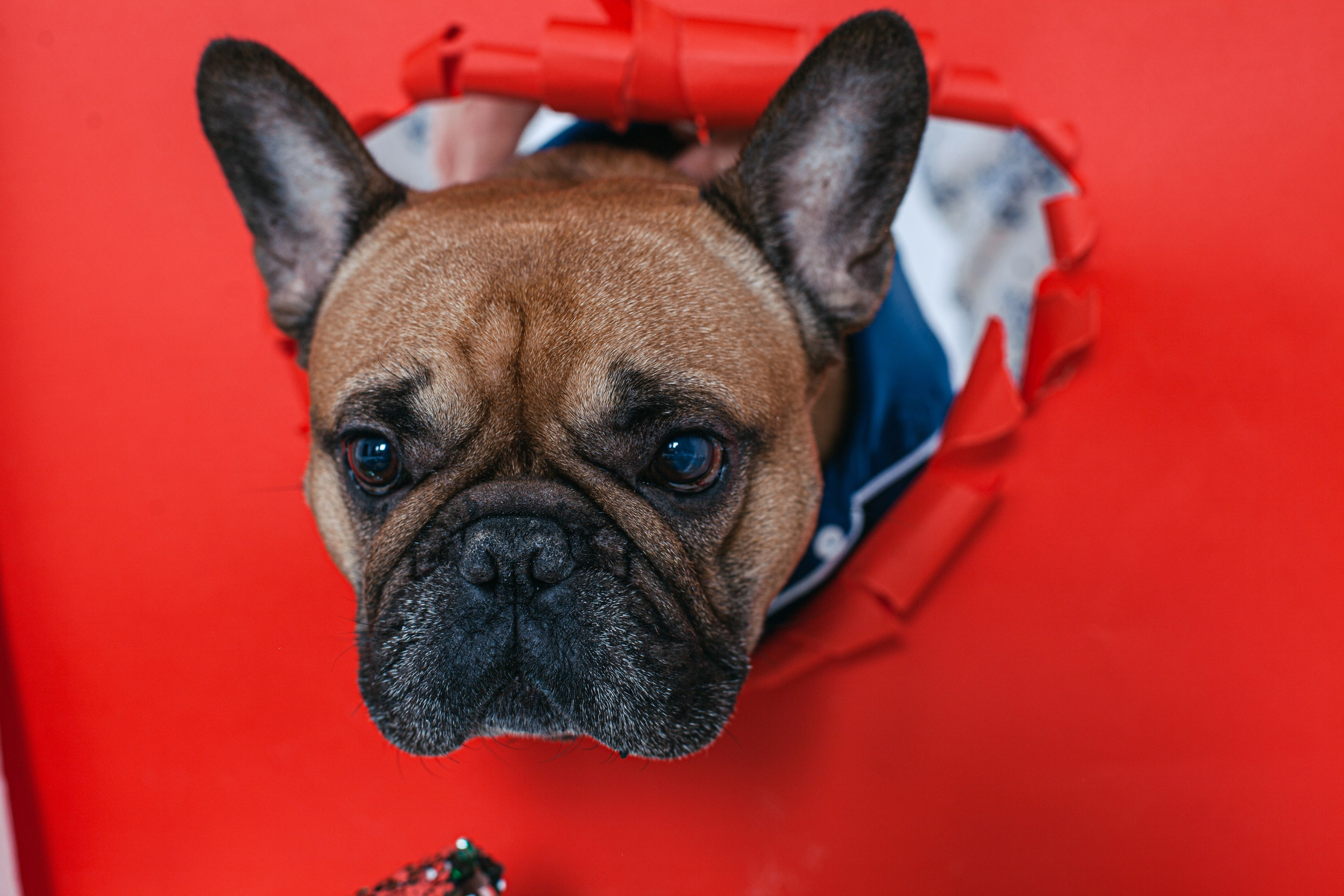 Пижамная вечеринка французских бульдогов и их хозяев. Фотограф-анималист Татьяна Степанова