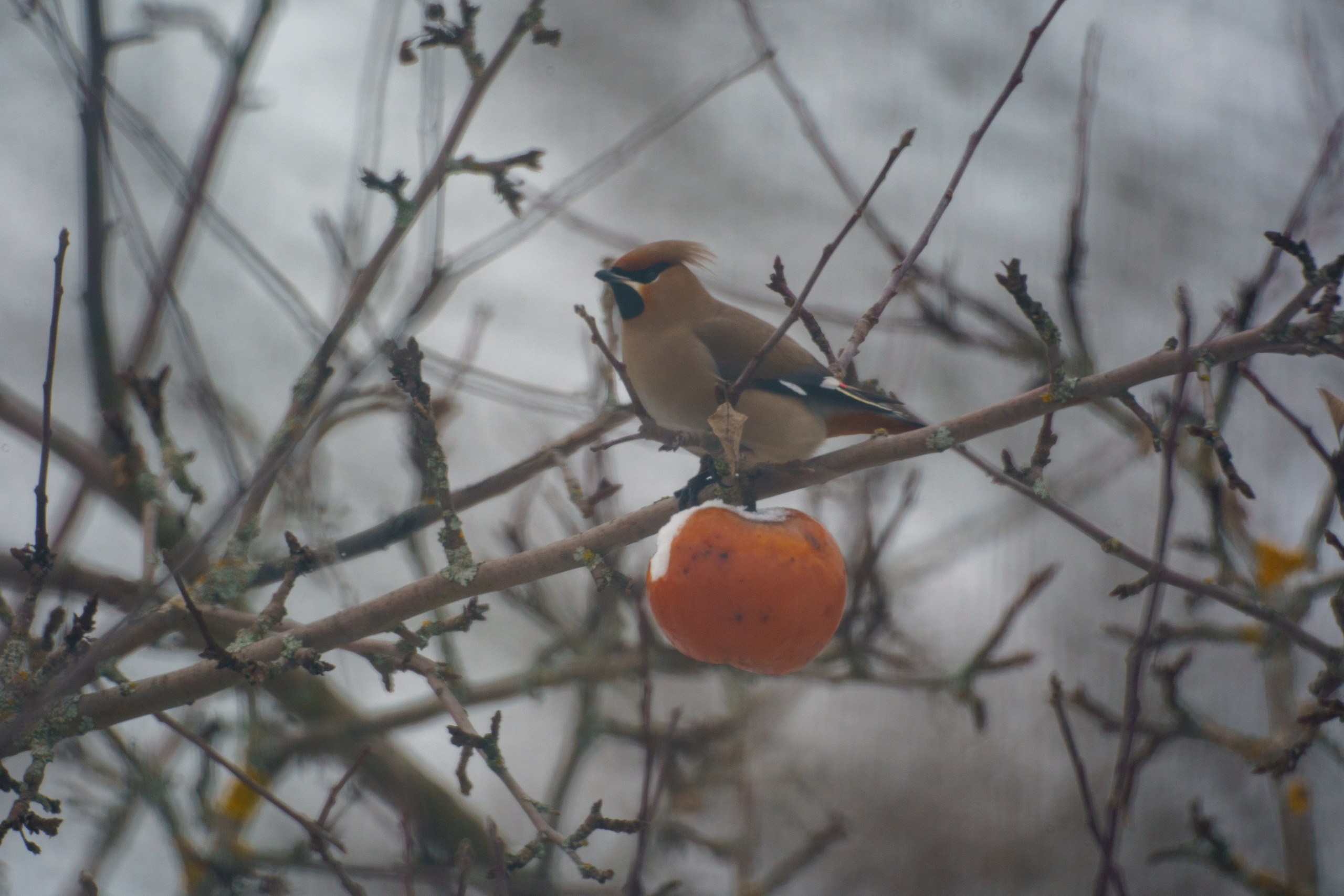 Animals — Животные