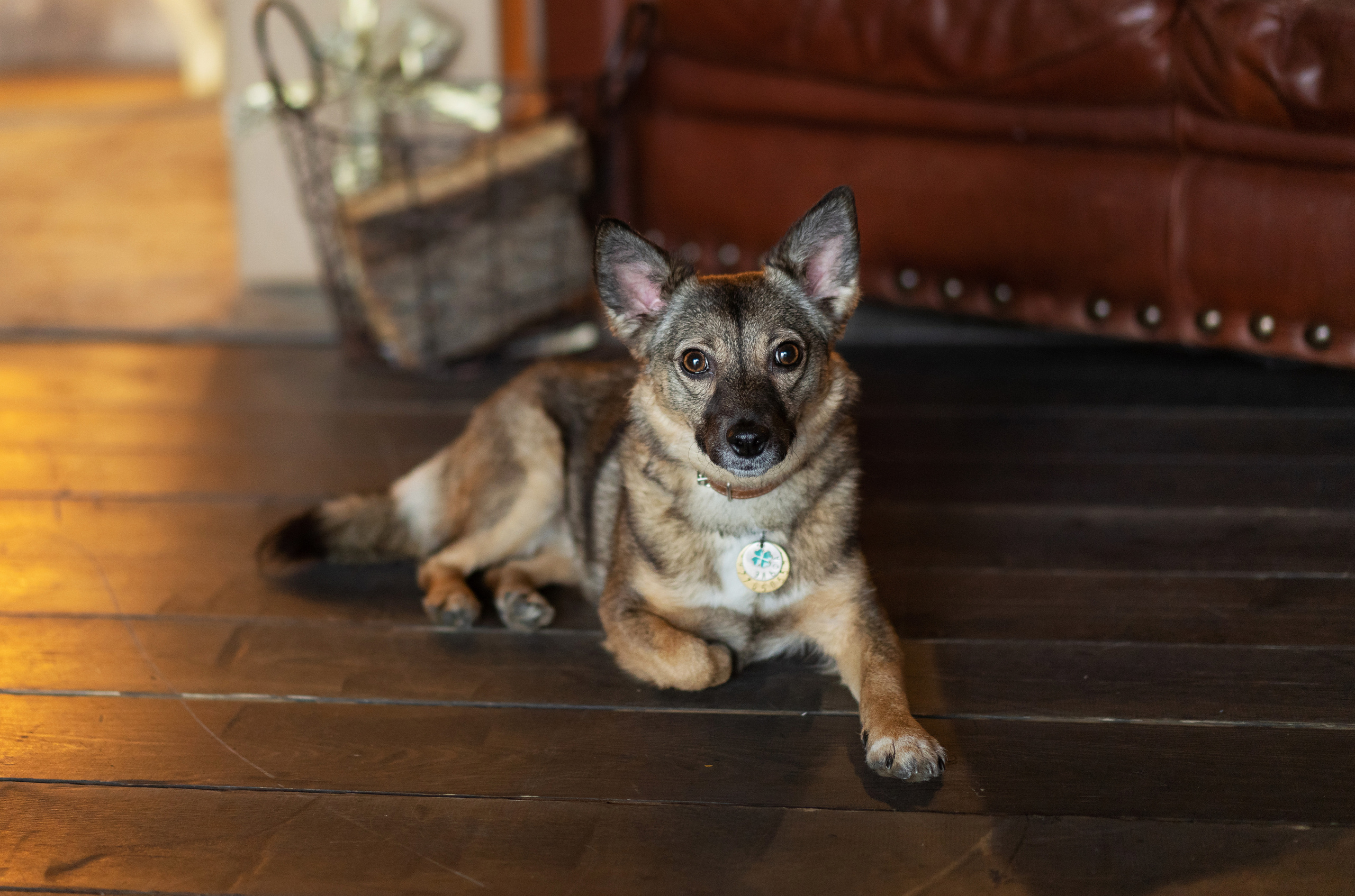 Саша, Аня и Эля🐾. Обо мне