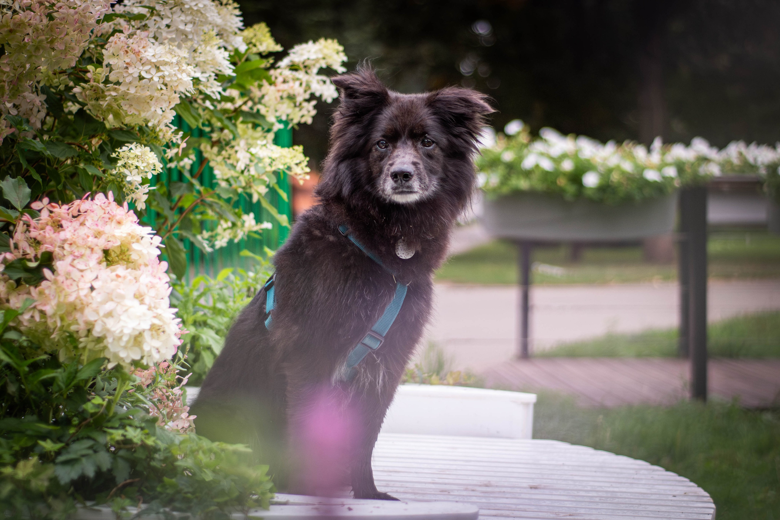 Альба и Даша. Фотограф Светлана Блинова, Москва и Московская область