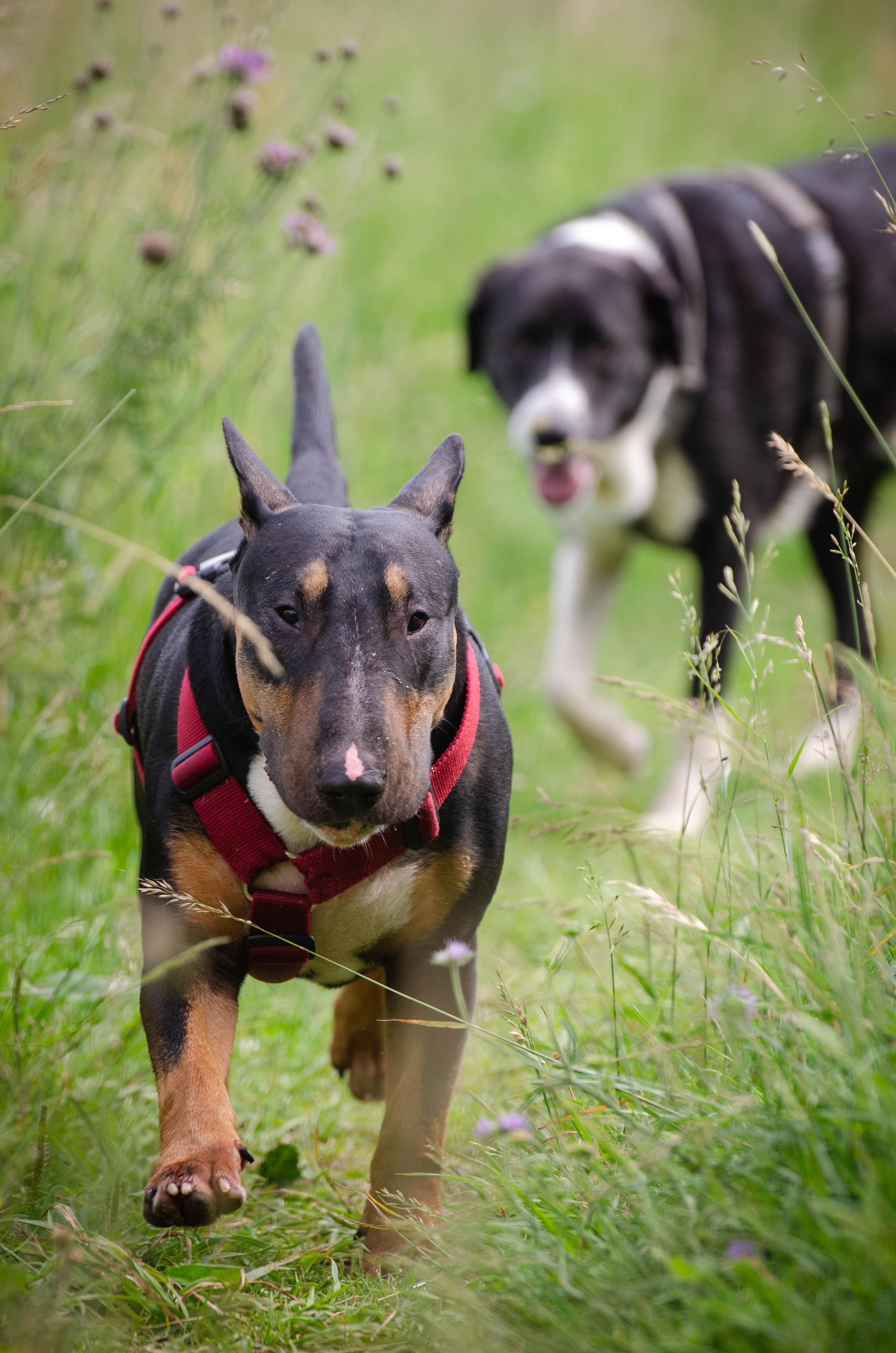 Прогулка (Лохин остров). Фотограф Светлана Блинова, Москва и Московская область