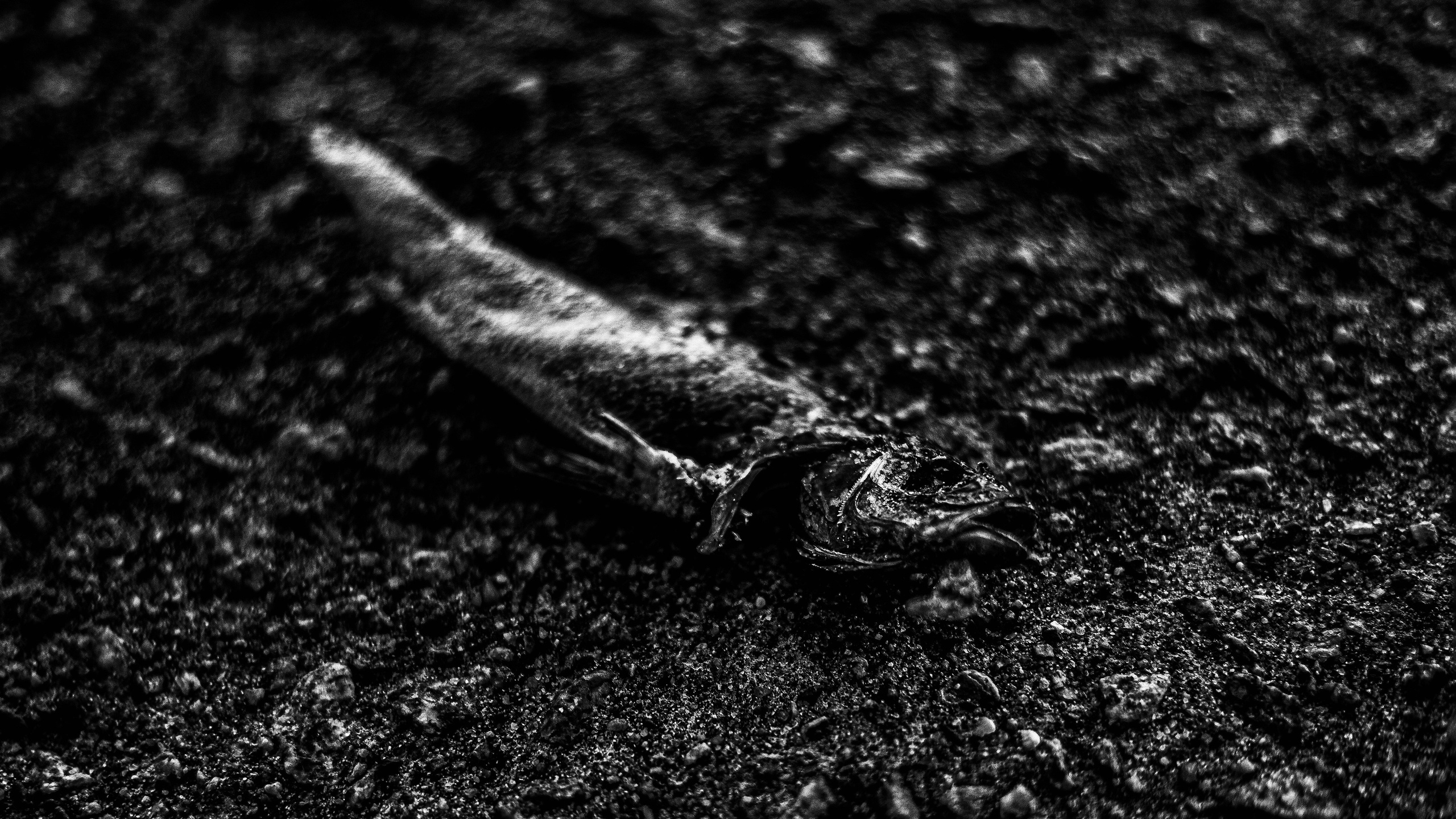 Даниэлла. Черно-белый фотограф Дмитрий Пчелкин