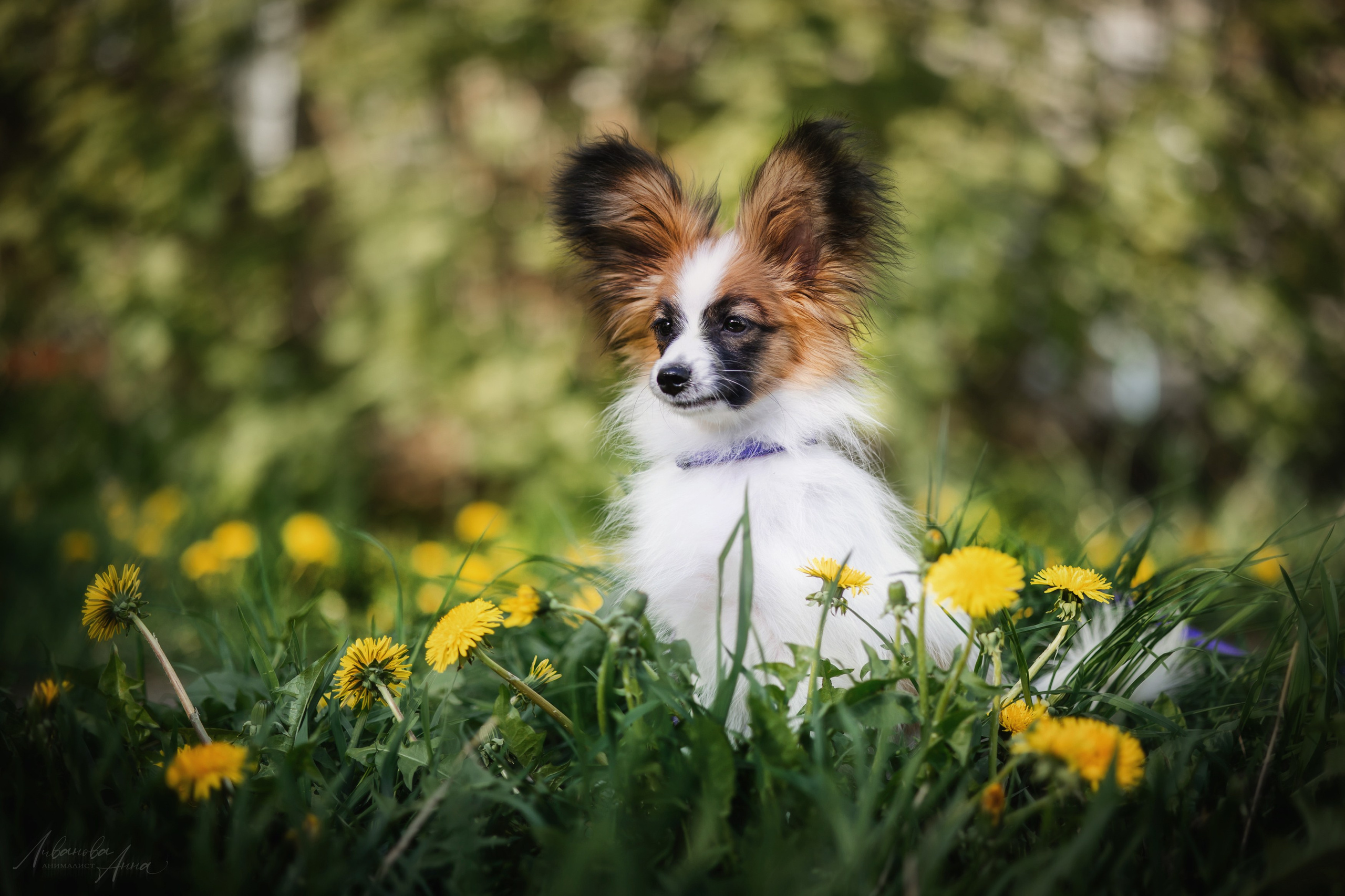 Хьюстон. Фотограф анималист Аня Ливанова | Рыбинск